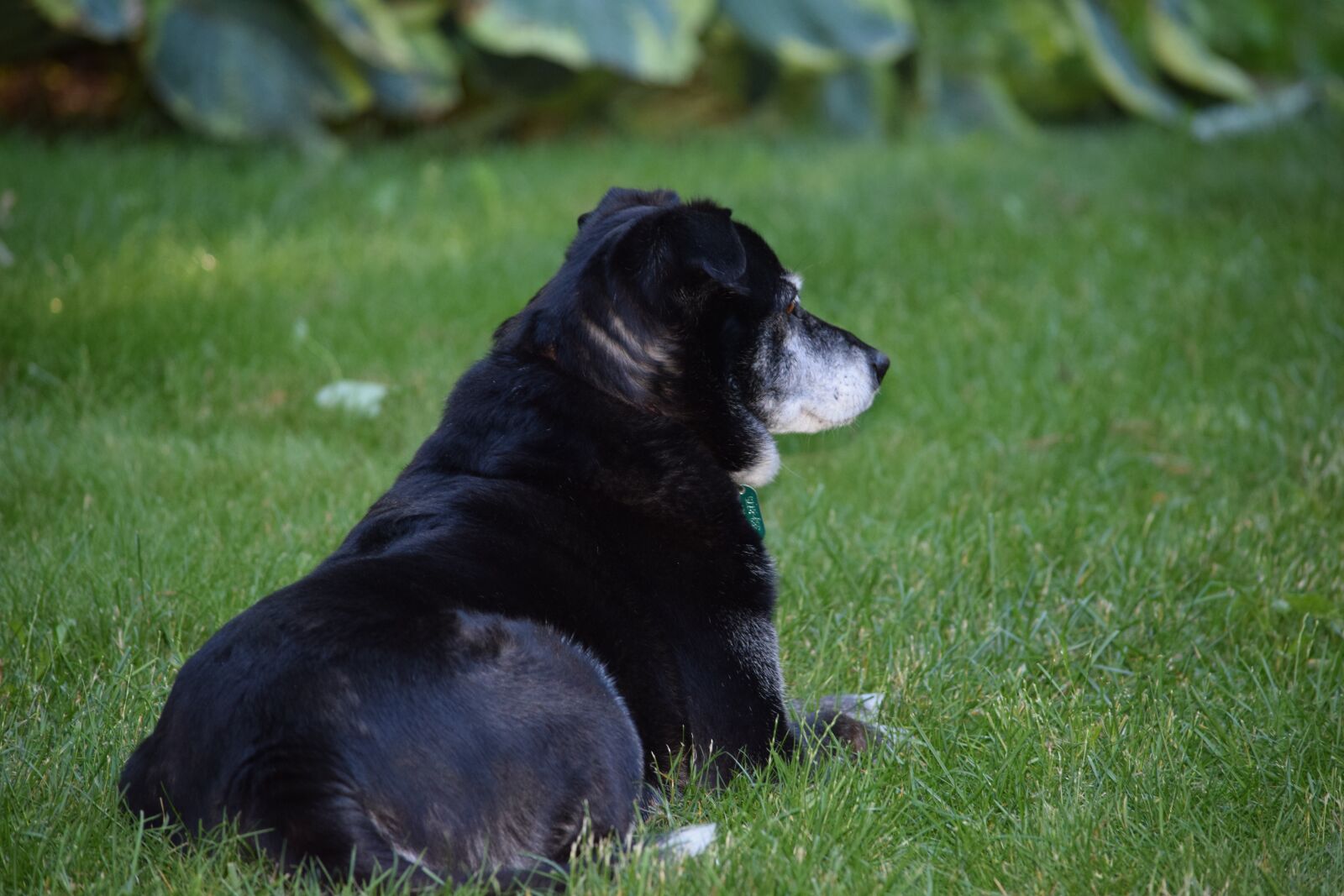 Nikon D5300 sample photo. Dog, black, animal photography