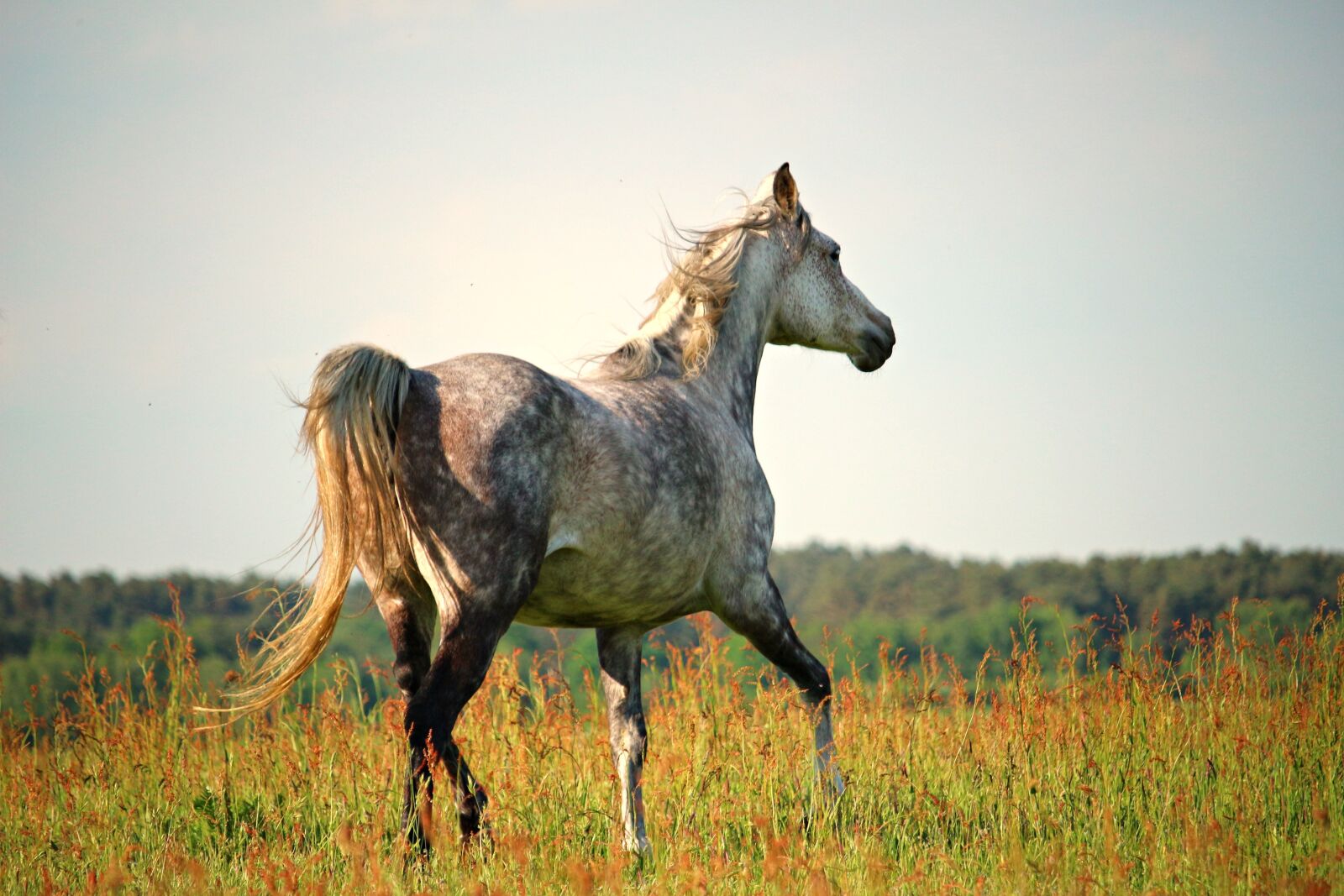 Canon EOS 100D (EOS Rebel SL1 / EOS Kiss X7) sample photo. Horse, trot, thoroughbred arabian photography