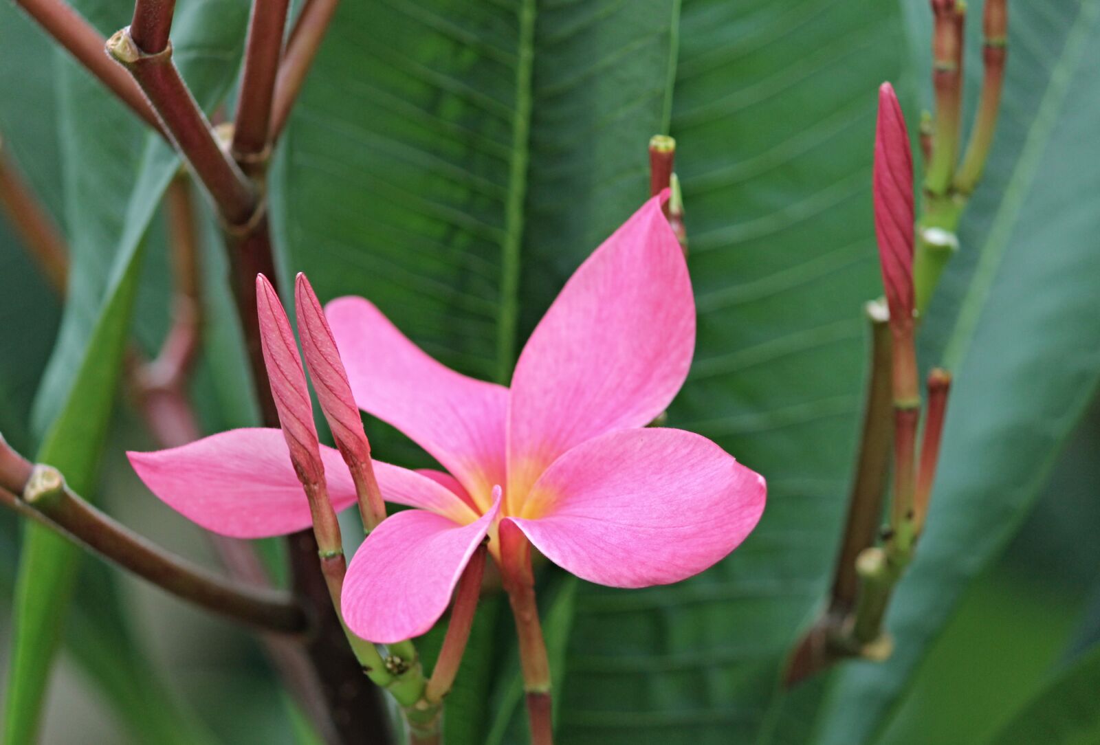 Canon EOS 1100D (EOS Rebel T3 / EOS Kiss X50) sample photo. Plumeria, blossom, bloom photography