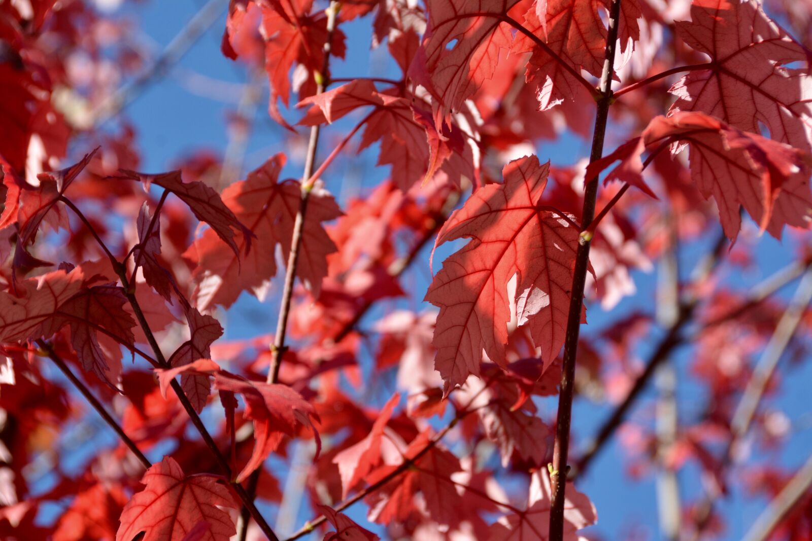 Nikon D7100 sample photo. Fall, red leaves, autumn photography