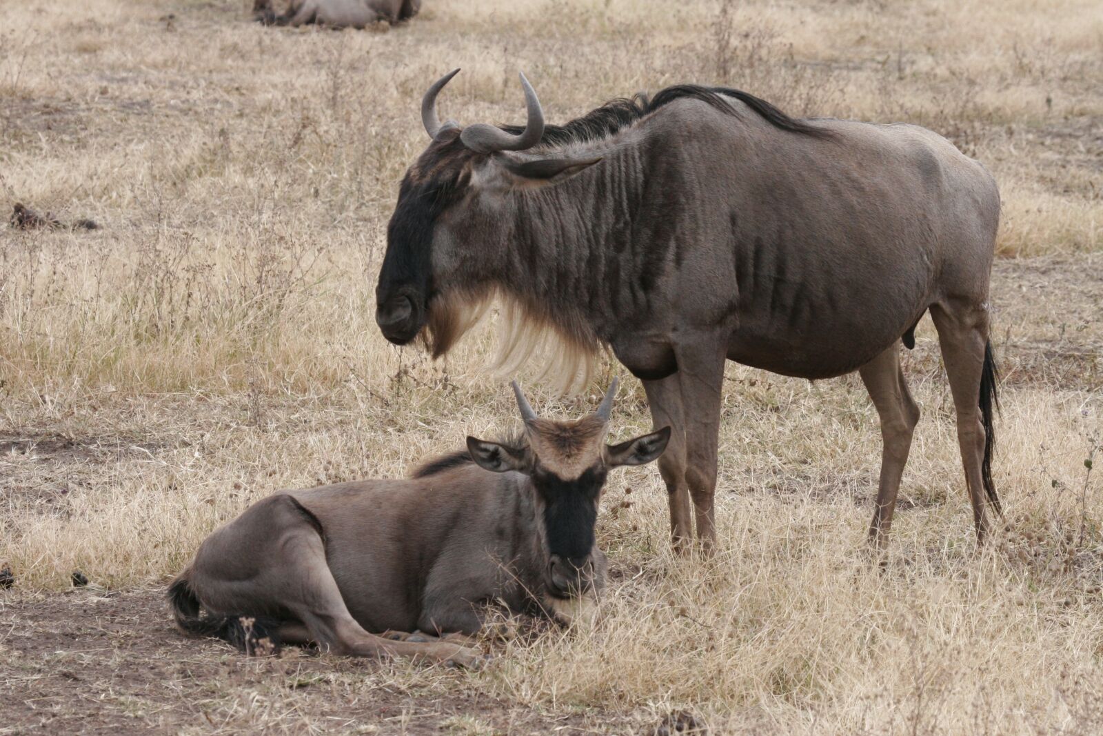 Canon EOS 20D sample photo. Gnu, wildebeest, africa photography
