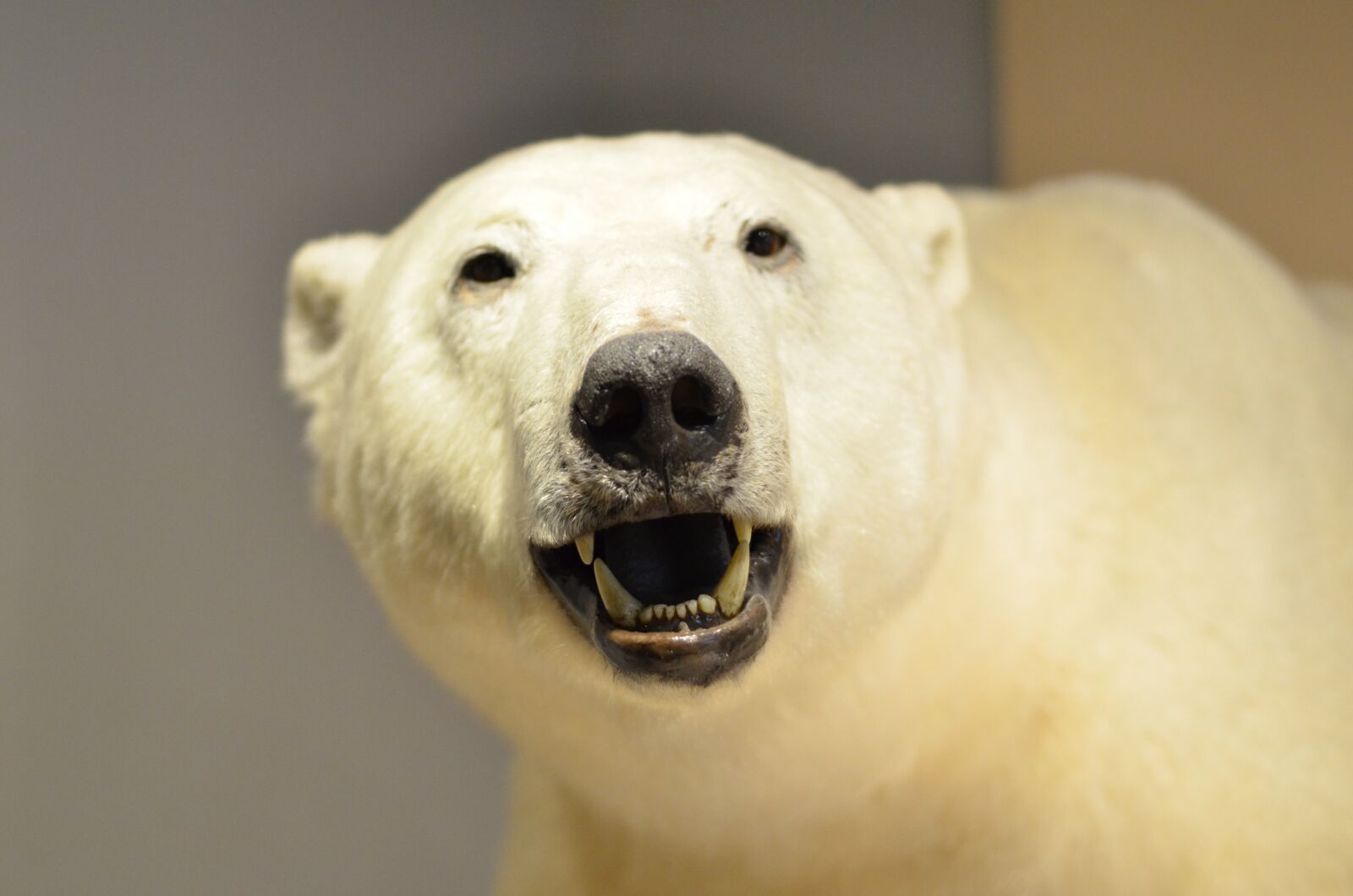 Nikon D7000 sample photo. Polar bear, museum, specimen photography