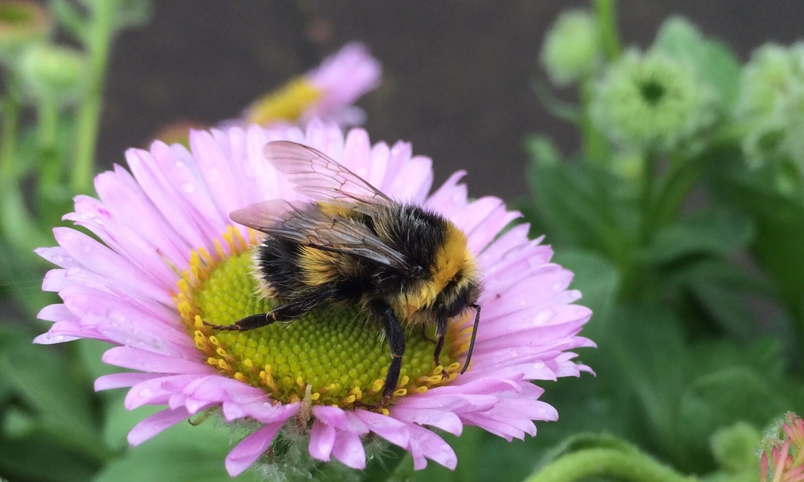 iPhone 5s back camera 4.15mm f/2.2 sample photo. Bee, insect, honeybee photography
