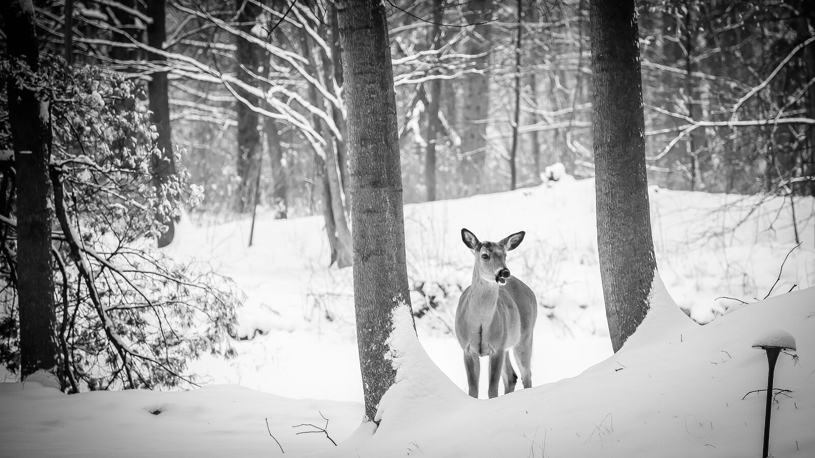 Canon EF 24-105mm F4L IS USM sample photo. Adventure, amarpreet, kaur, deer photography