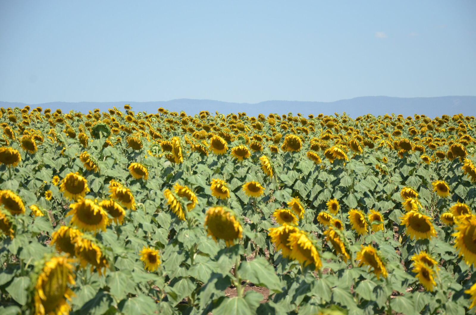 Nikon D5100 sample photo. Sunflower, field, farm photography