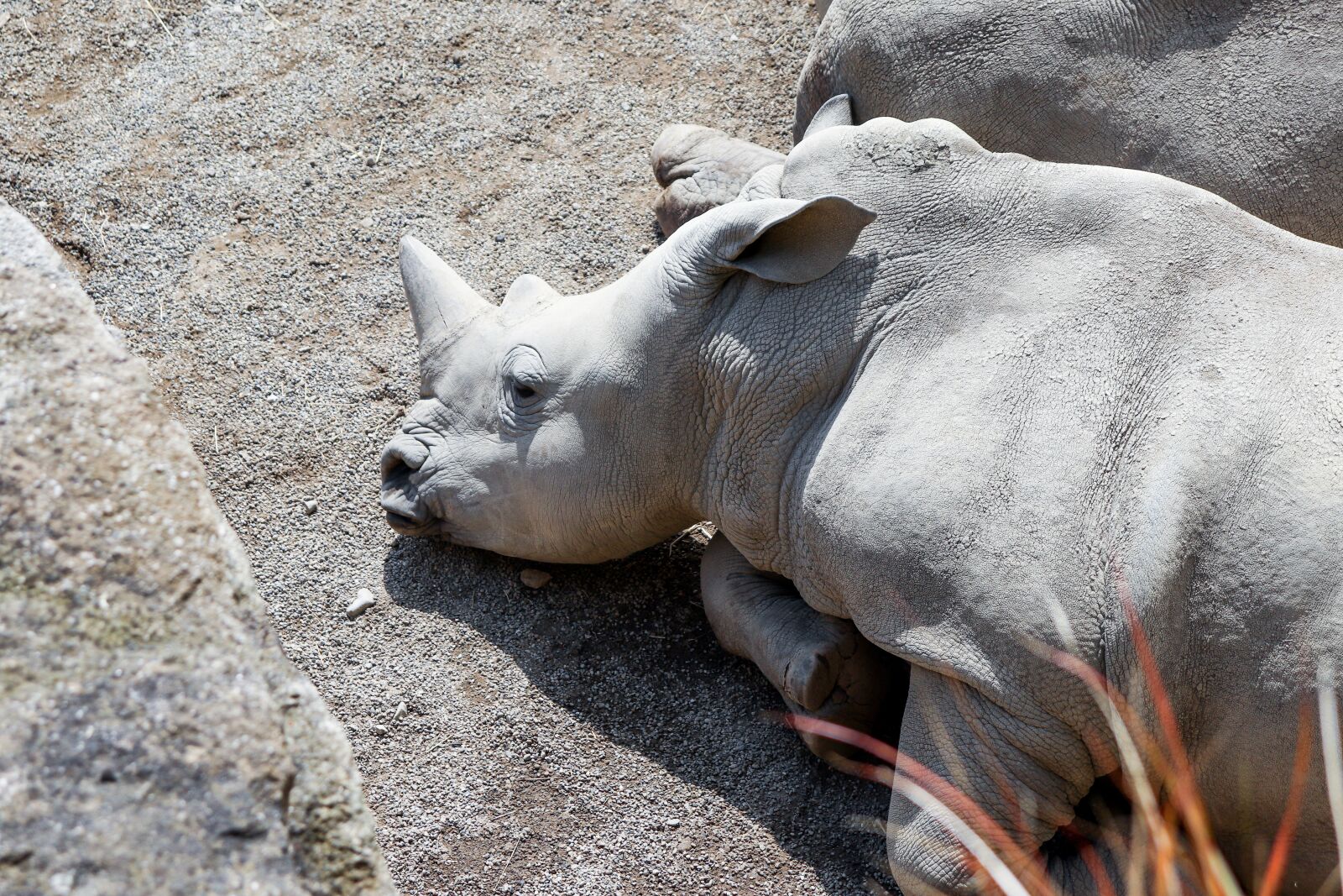 Canon EOS 77D (EOS 9000D / EOS 770D) sample photo. Rhino, mammal, animal photography