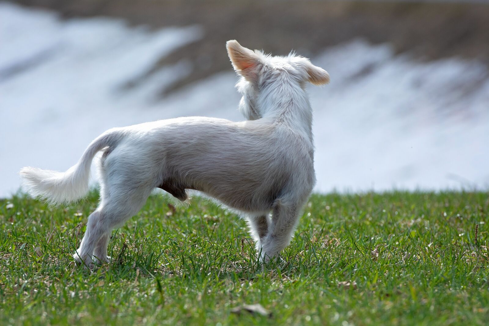 Nikon D7100 sample photo. Dog, white, small photography