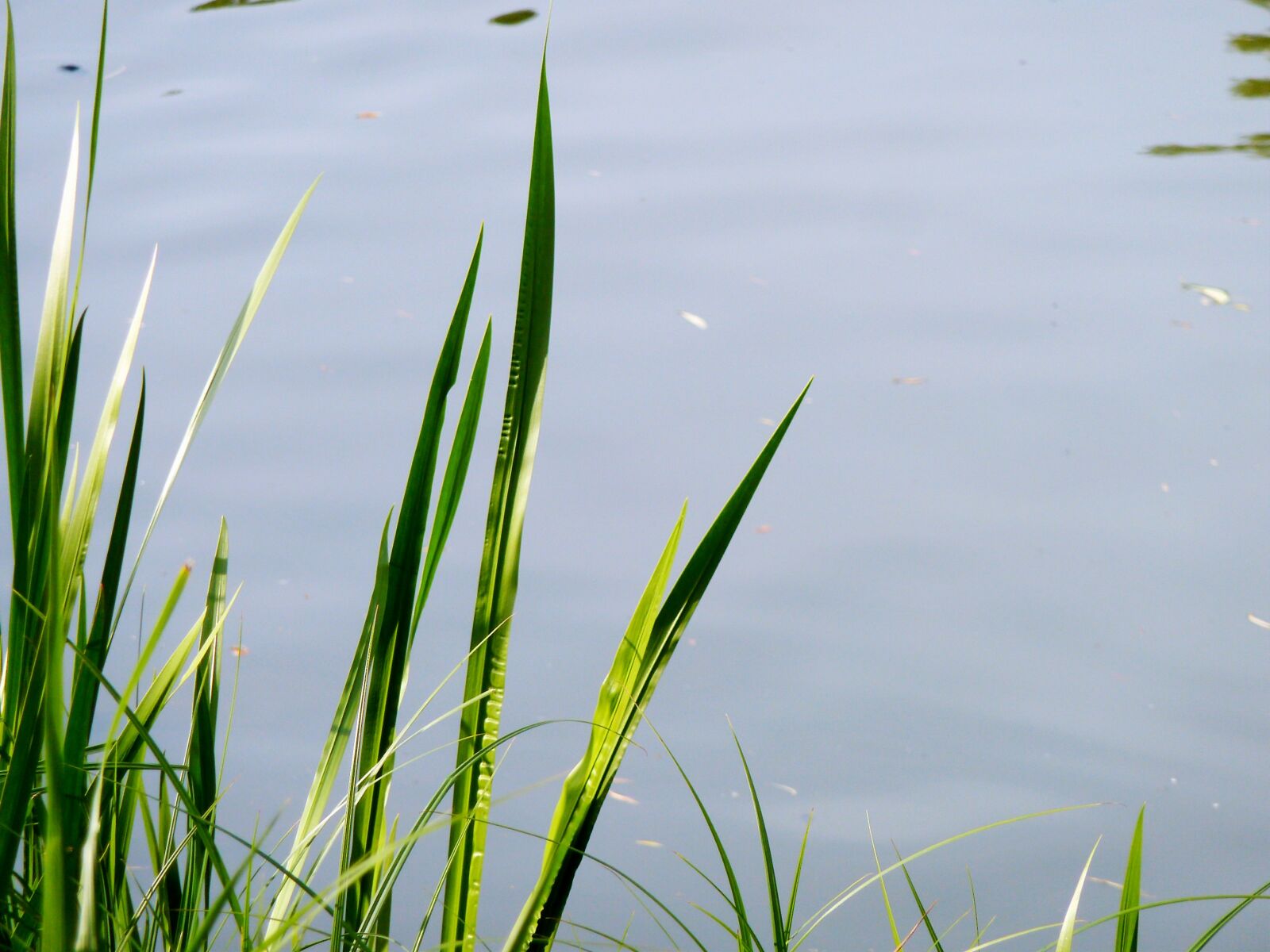 Panasonic DMC-TZ7 sample photo. Grass, shore grass, aquatic photography