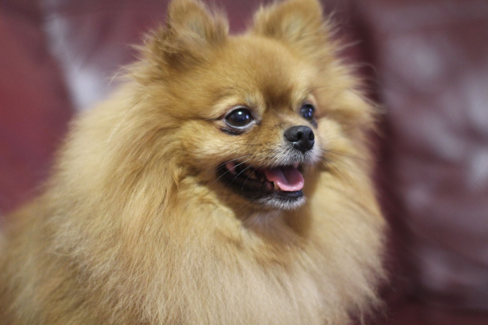 Canon EOS 1200D (EOS Rebel T5 / EOS Kiss X70 / EOS Hi) sample photo. Dog, spitz, cute photography