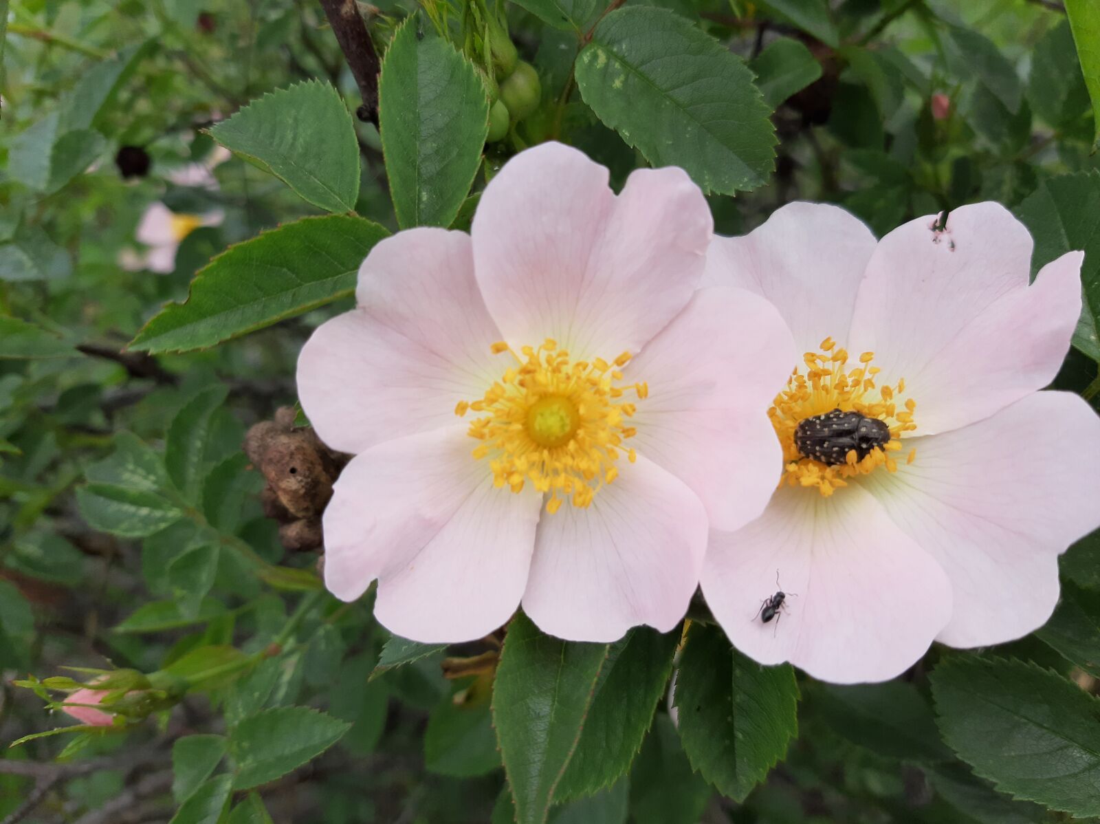 Samsung Galaxy A50 sample photo. Rose hip, flowers, bush photography