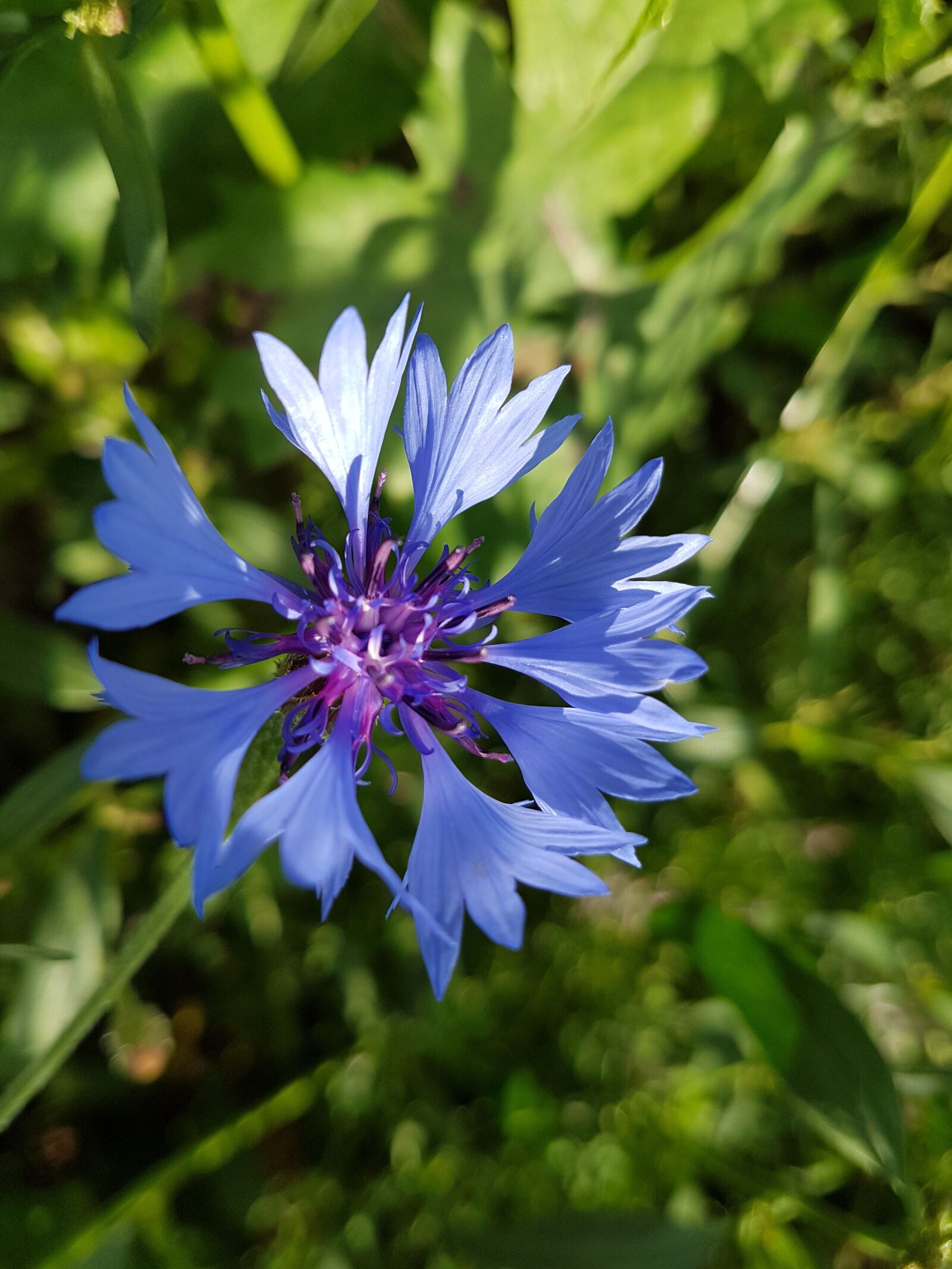 Samsung Galaxy S7 sample photo. Flower, summer, summer plant photography