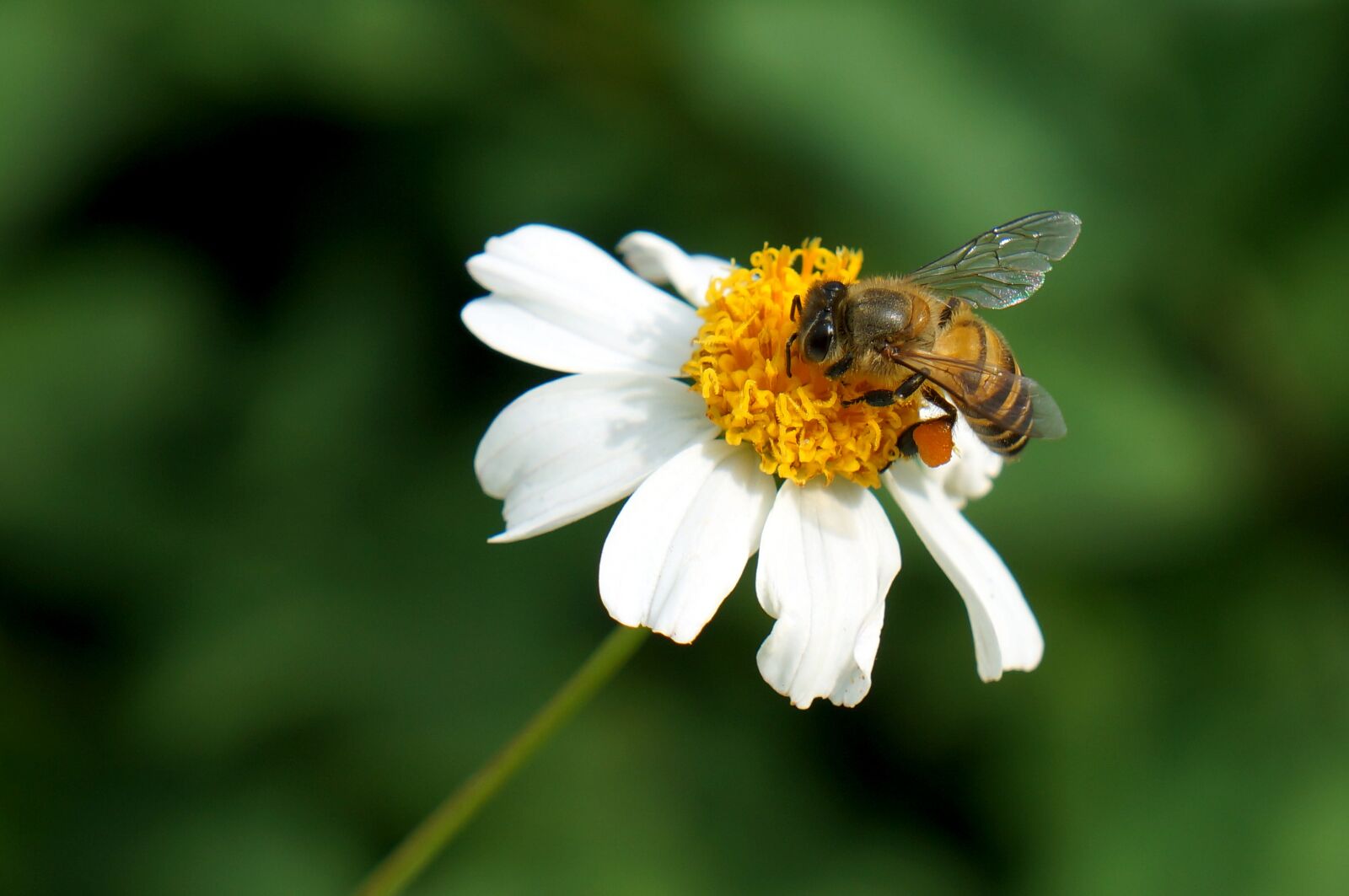 Sony Alpha NEX-F3 + Sony E 18-55mm F3.5-5.6 OSS sample photo. Natural, wildflowers, bee photography
