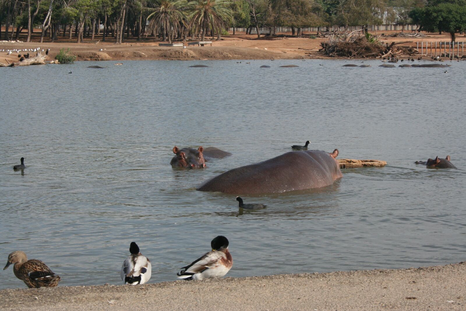 Canon EOS 350D (EOS Digital Rebel XT / EOS Kiss Digital N) sample photo. Hippopotamus, lake, duck photography