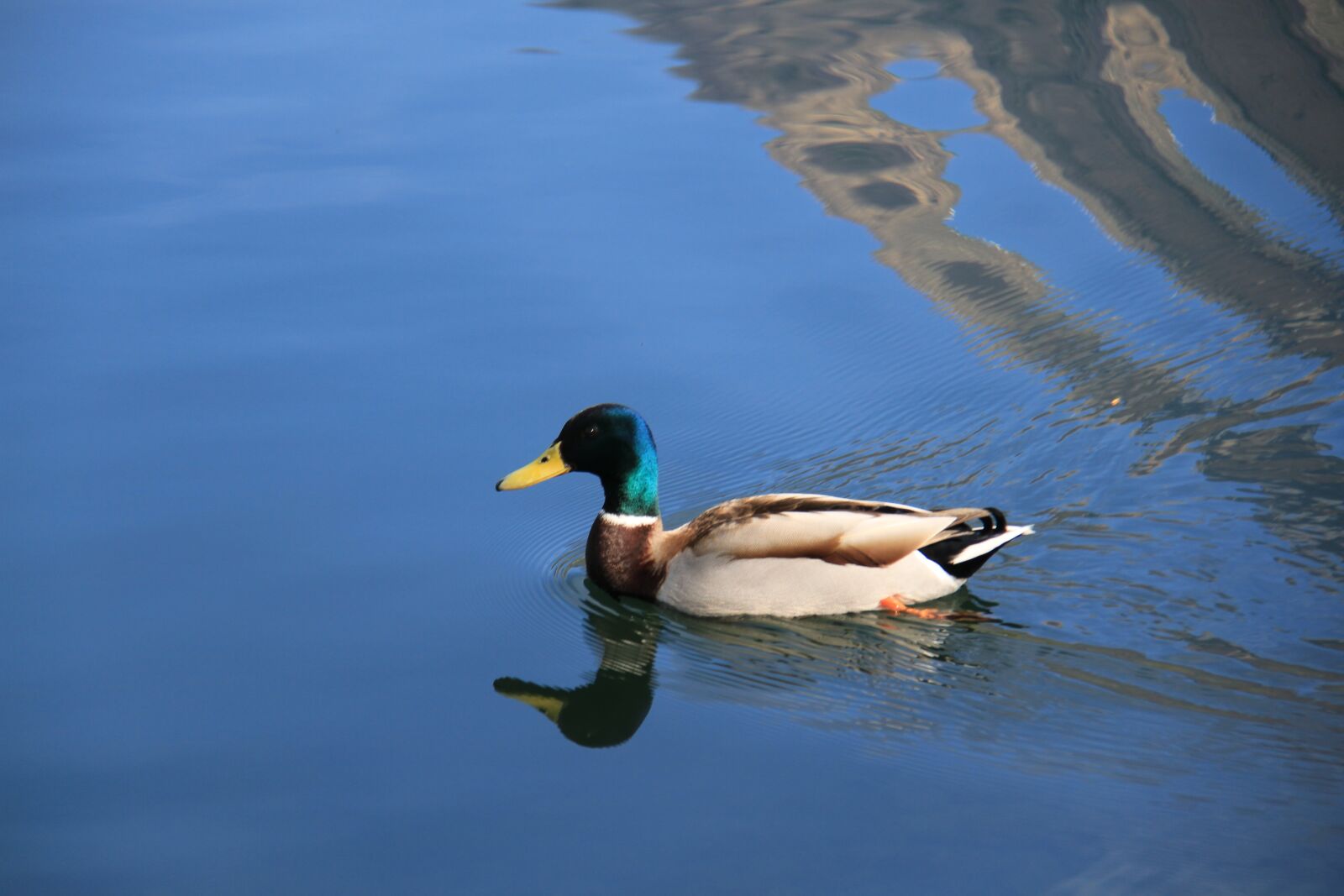 Canon EOS 7D sample photo. Duck, lake, carouge photography