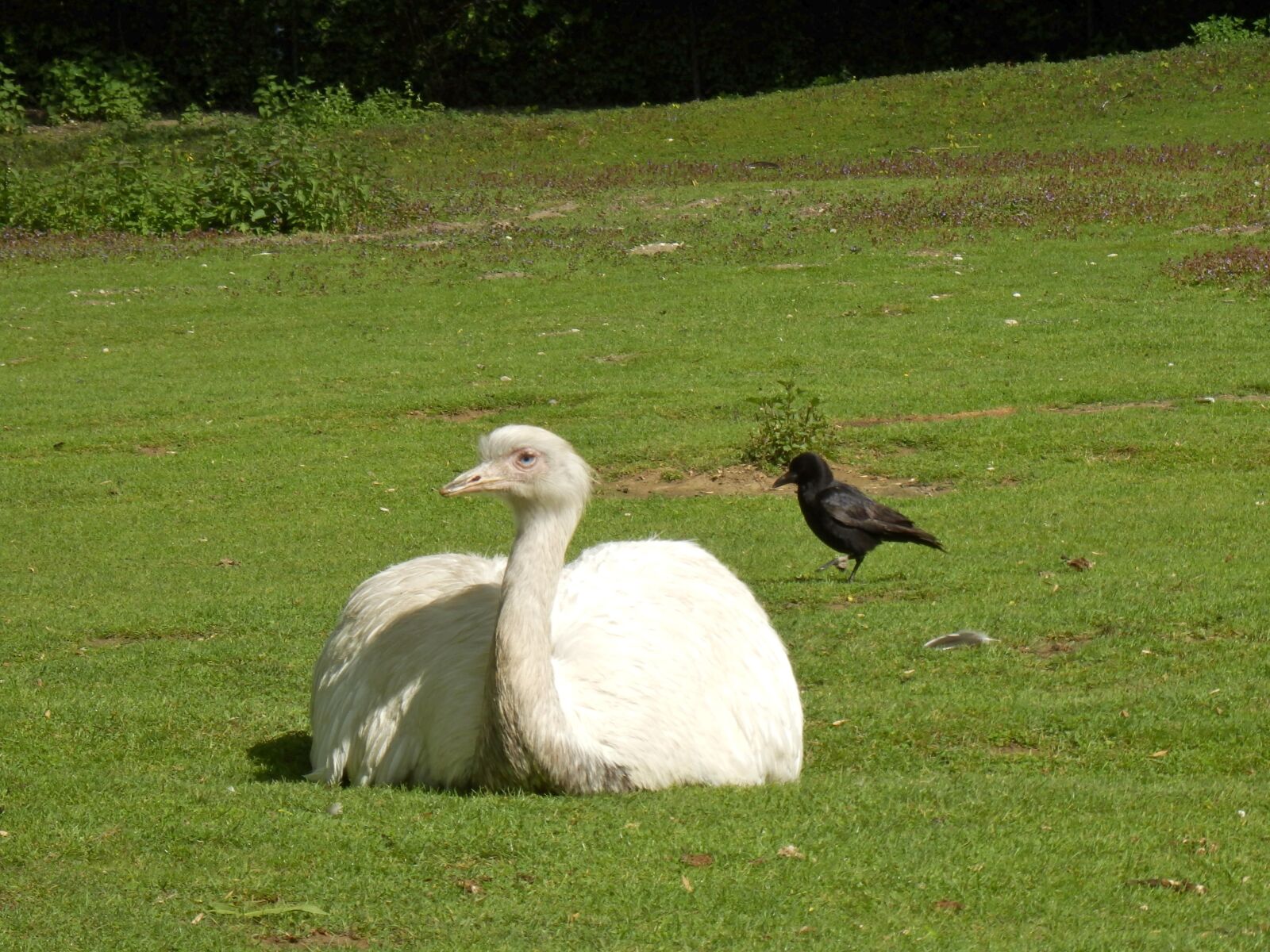 Olympus SZ-31MR sample photo. Bouquet, emu, raven photography