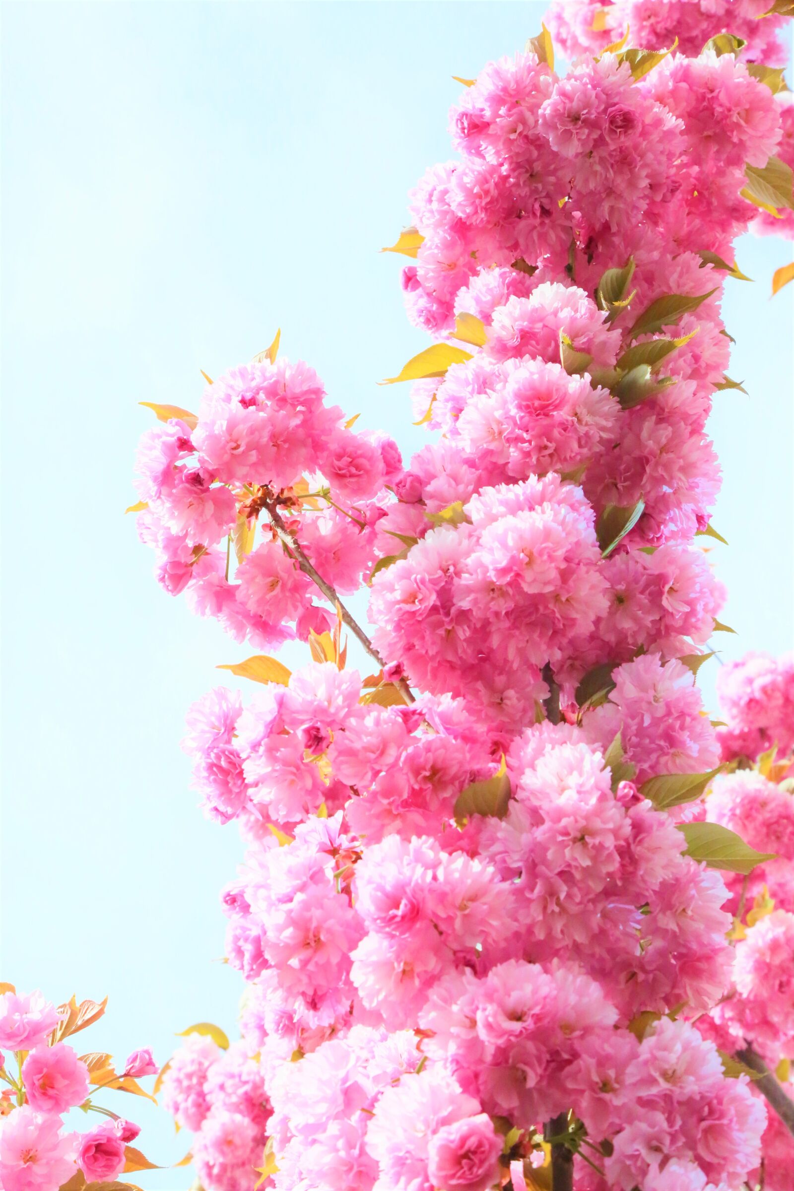 Canon EF 24-105mm F4L IS USM sample photo. Flowers, spring, nature photography