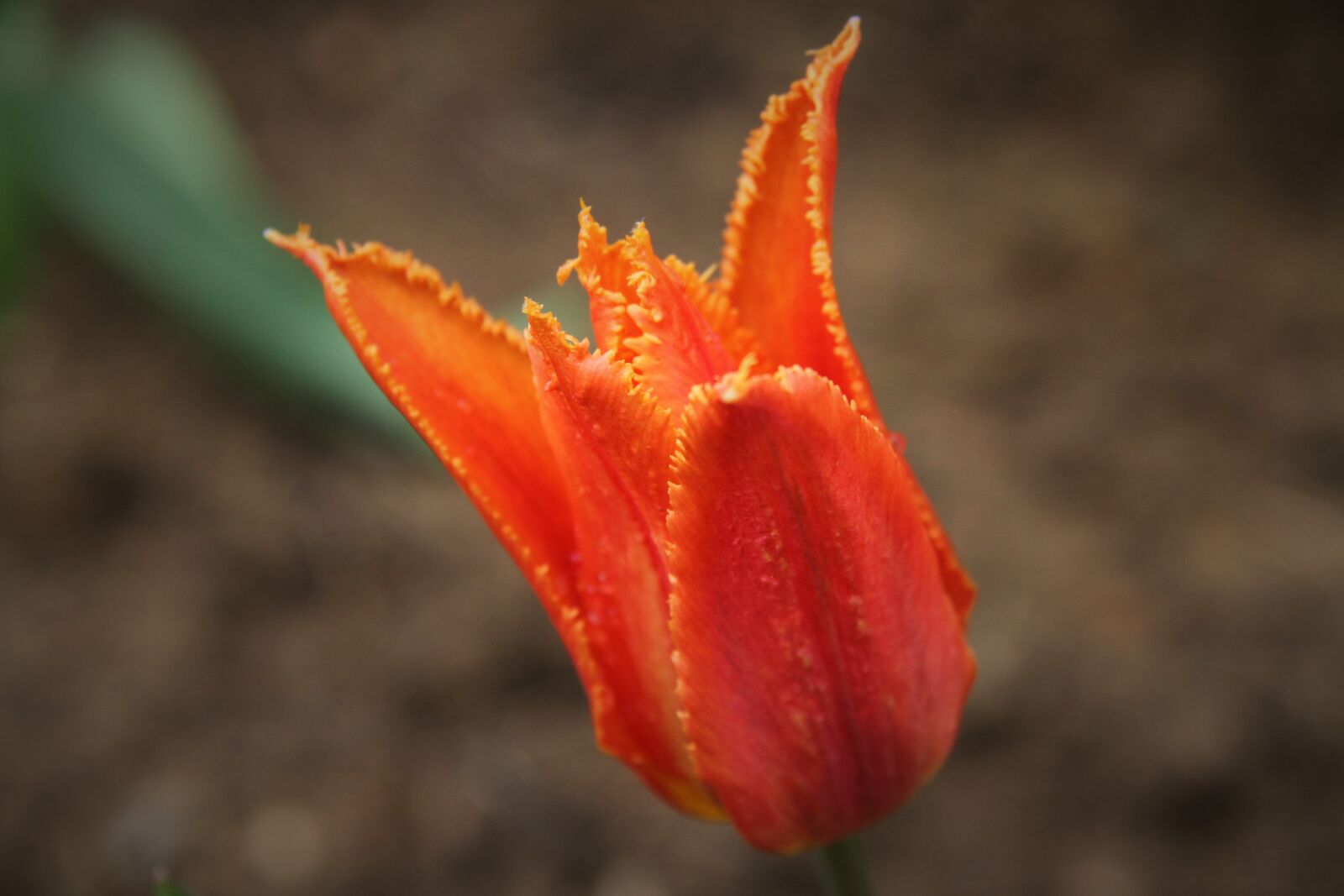 Canon EOS 7D sample photo. Tulip, orange, garden photography