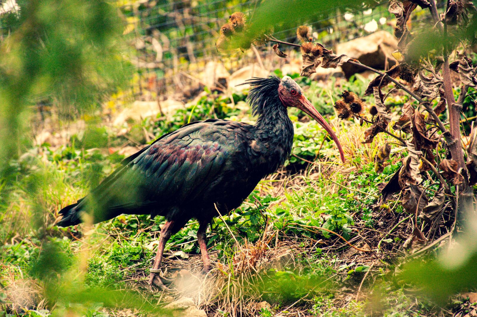 Nikon D90 sample photo. Bald ibis, birds, plumage photography
