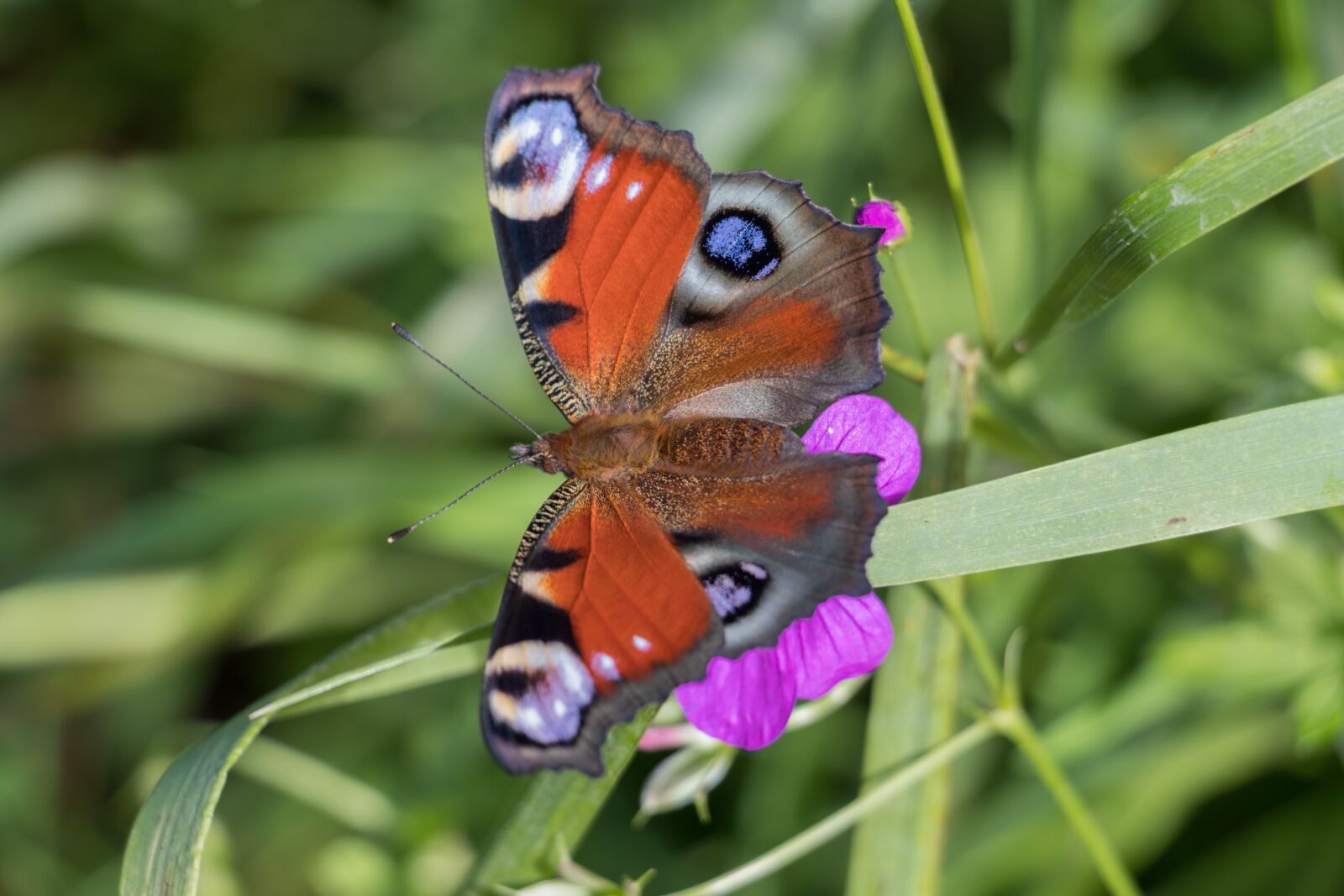 Canon EOS 80D sample photo. Butterfly, nature photography