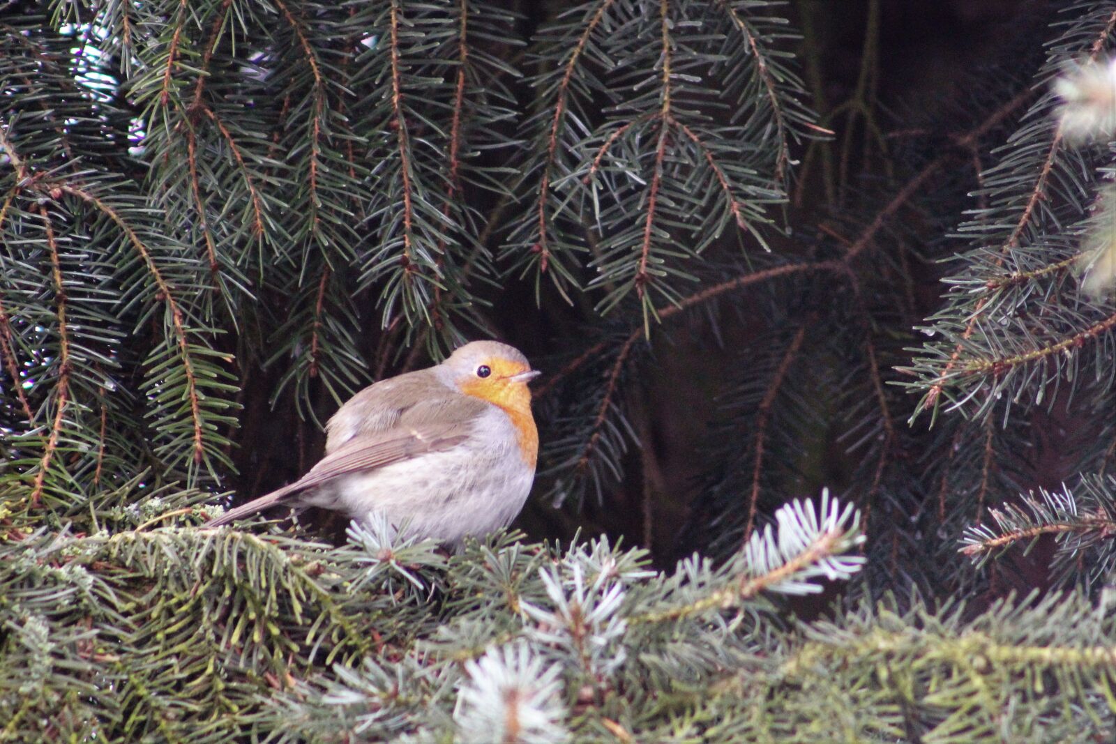 Canon EF75-300mm f/4-5.6 sample photo. Robin, fir tree, winter photography