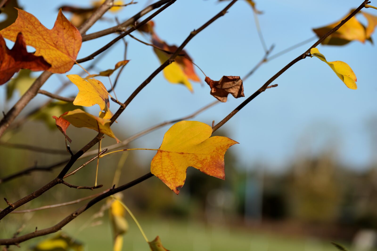 Nikon D610 sample photo. Tree, leaf, outdoor photography