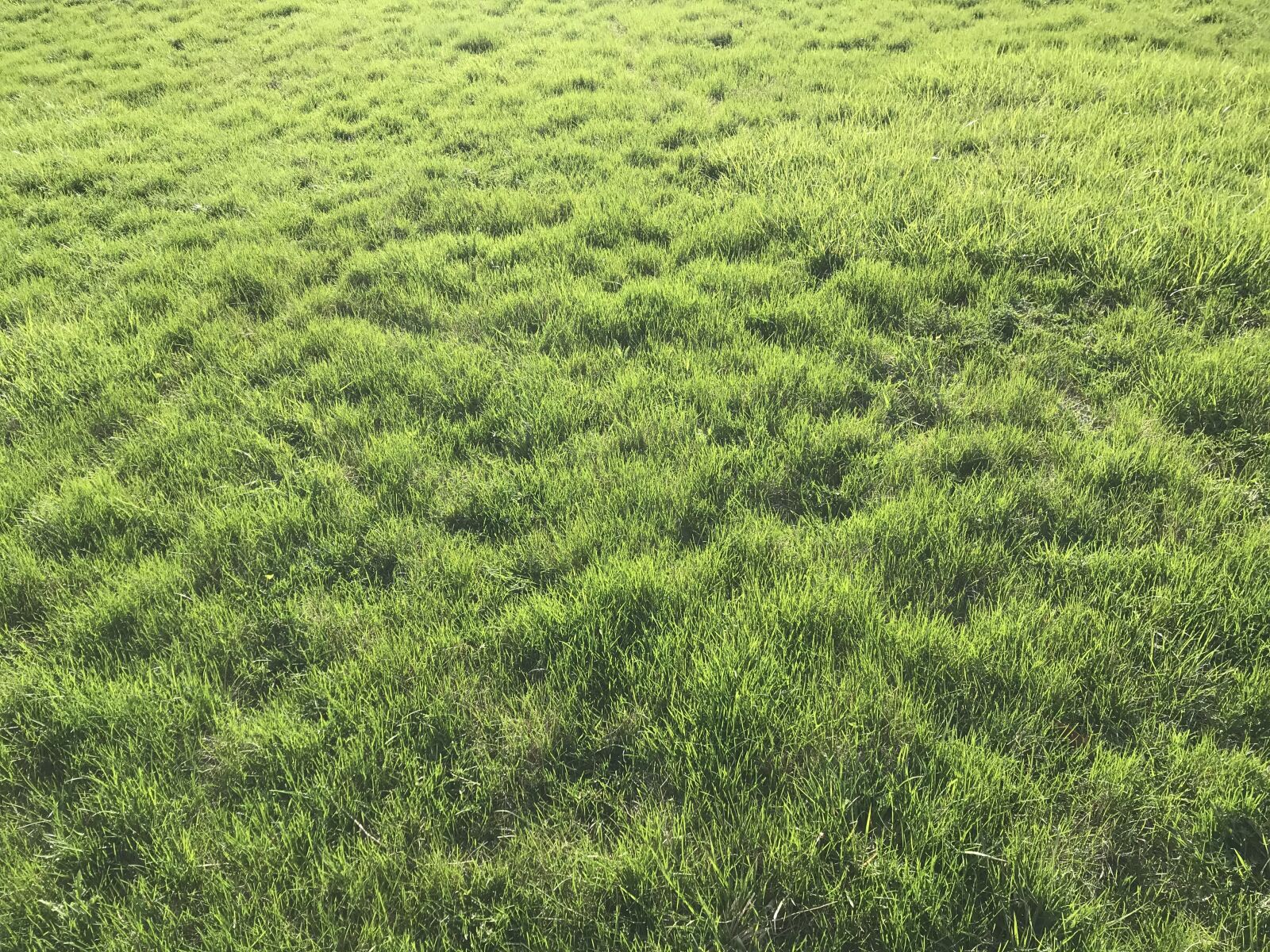 iPhone 7 back camera 3.99mm f/1.8 sample photo. Plain background, grass, lawn photography