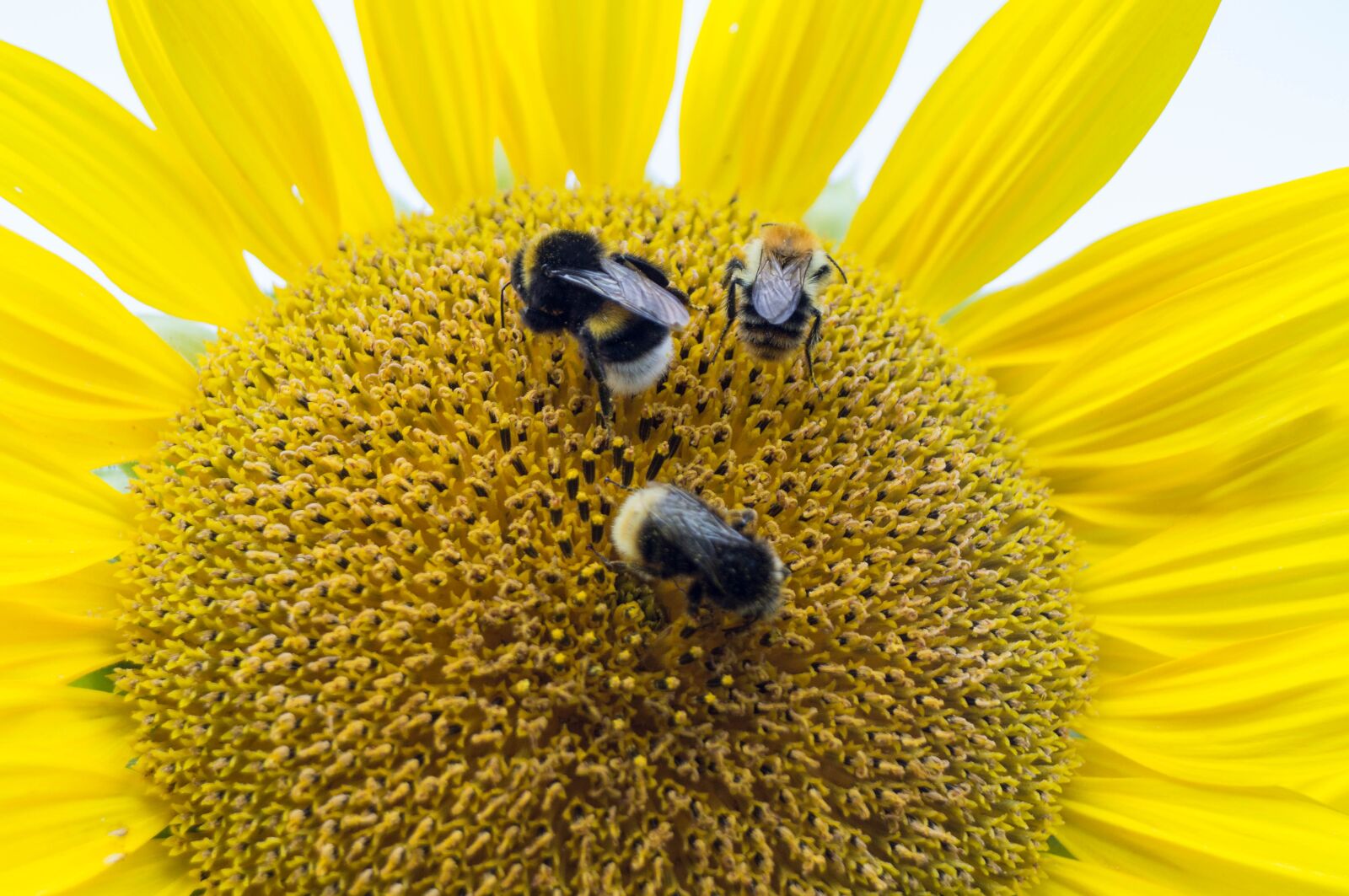 Sony SLT-A37 sample photo. Sunflower, insect, hummel photography