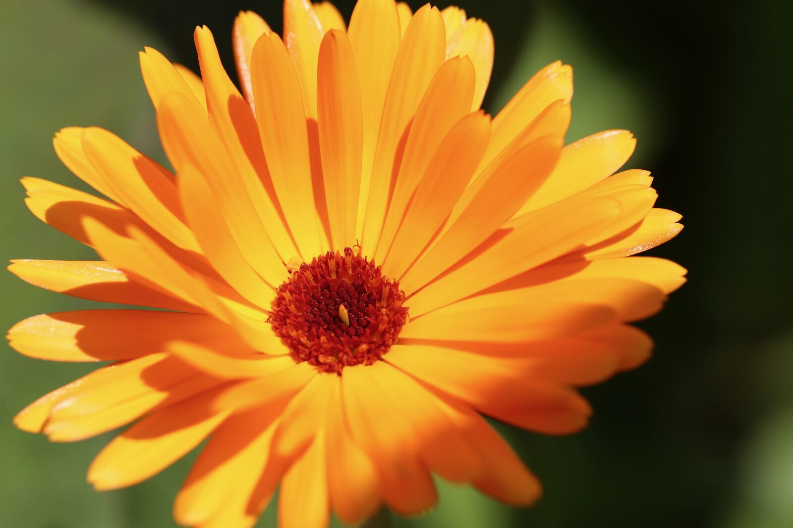 Canon EOS 800D (EOS Rebel T7i / EOS Kiss X9i) sample photo. Marigold, blossom, bloom photography