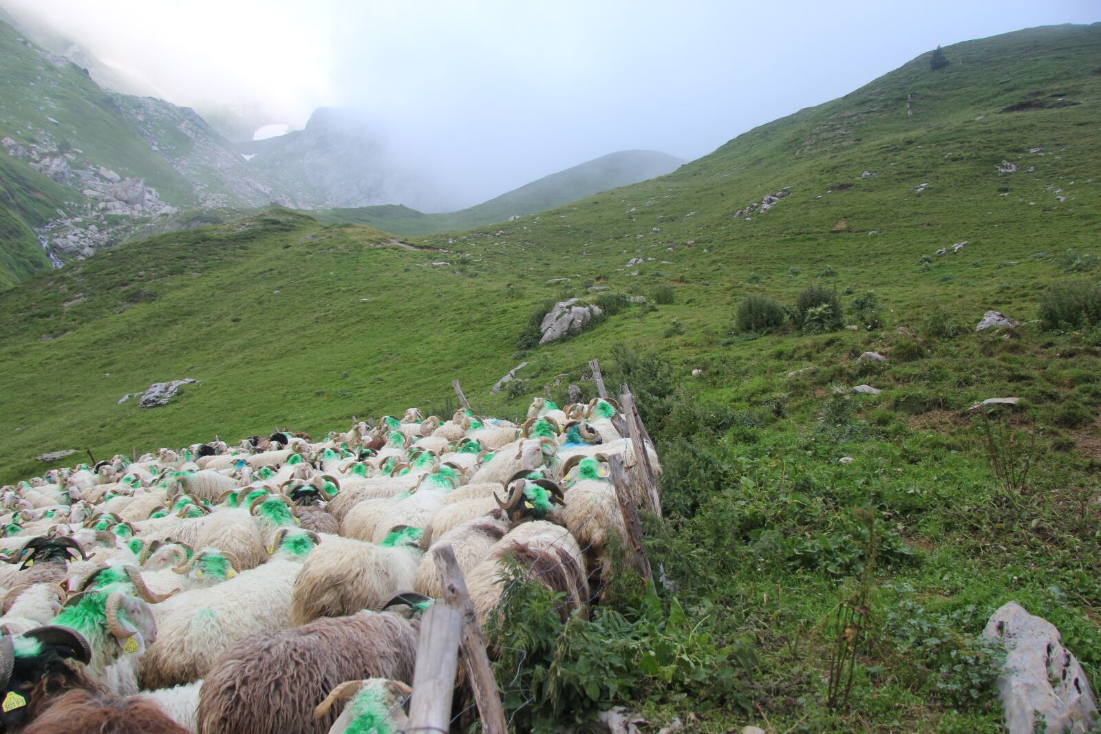 Canon EF-S 17-85mm F4-5.6 IS USM sample photo. Meadows, herd, sheep photography