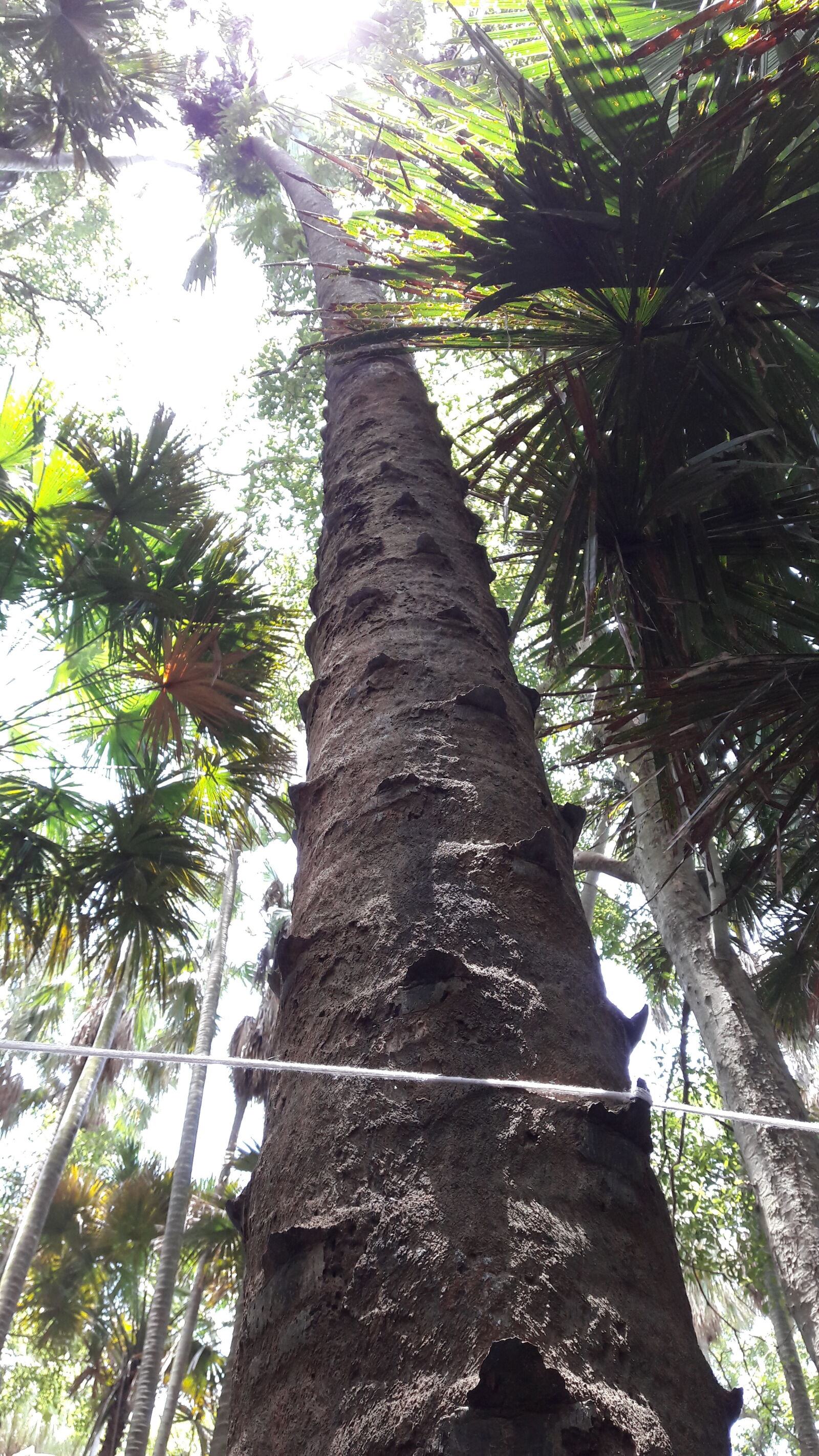 Samsung Galaxy J7 sample photo. Taraw, palm, tree photography