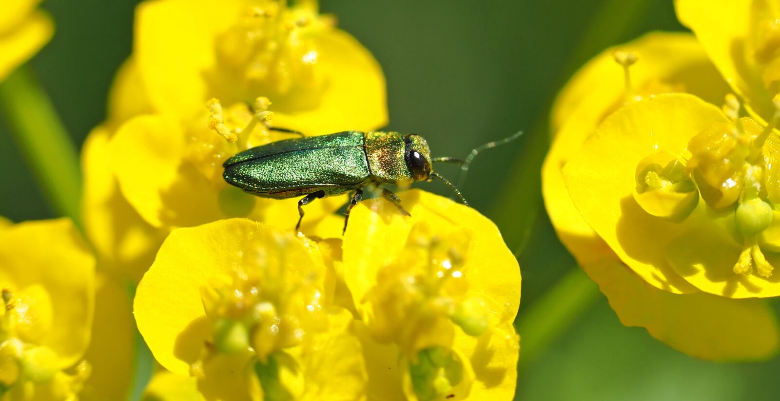 Olympus M.Zuiko Digital ED 60mm F2.8 Macro sample photo. Colorful beetle, cleridae, protected photography