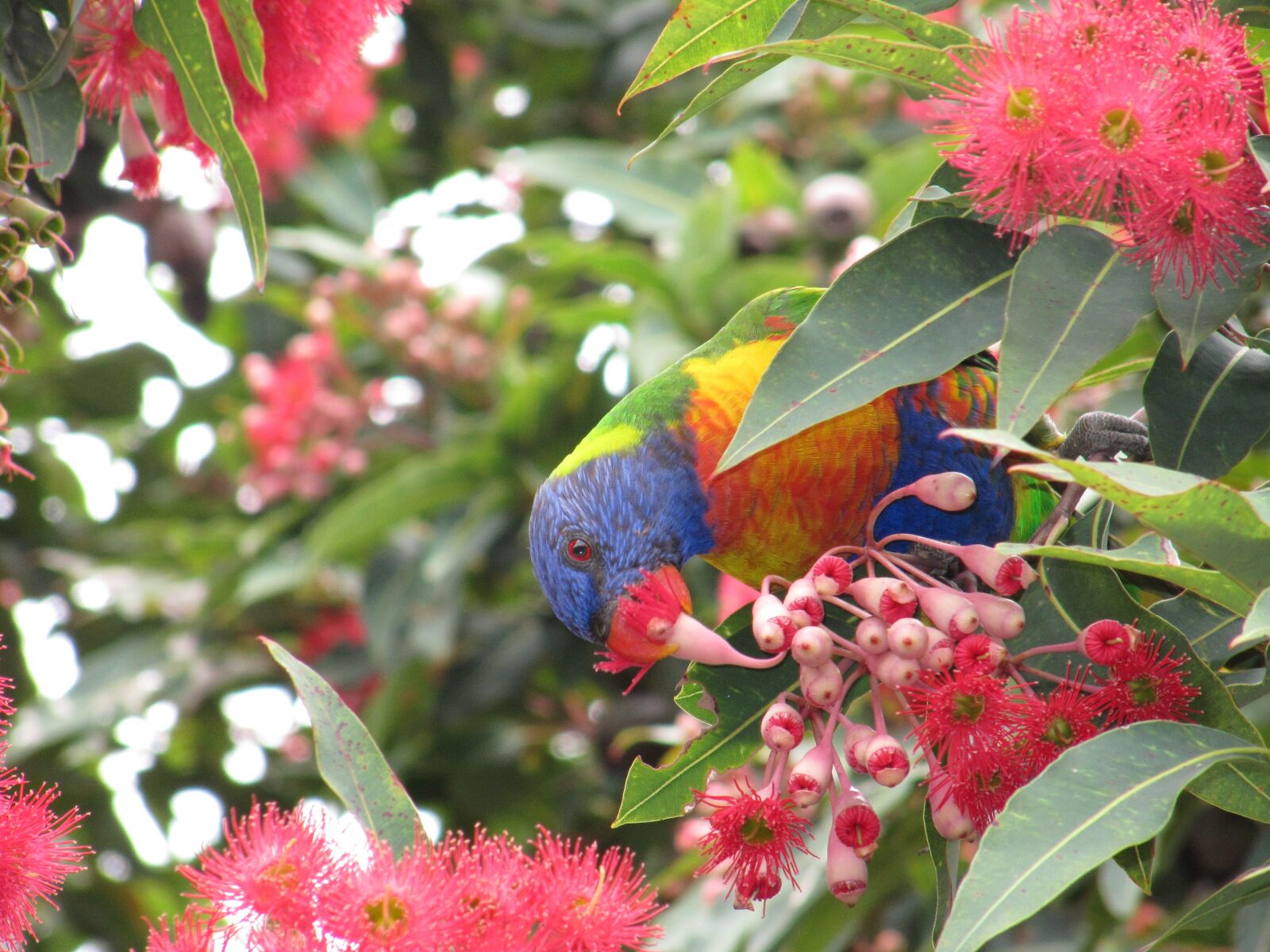 Canon PowerShot SX200 IS sample photo. Rosella, bird, eat photography