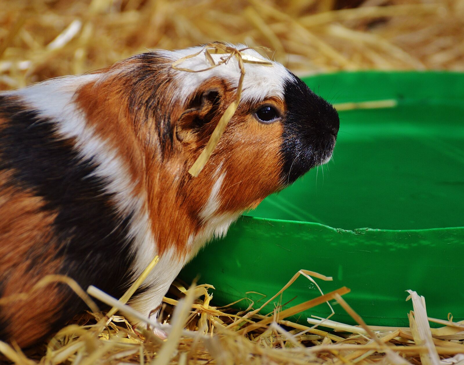Nikon D3200 sample photo. Guinea pig, wildpark poing photography