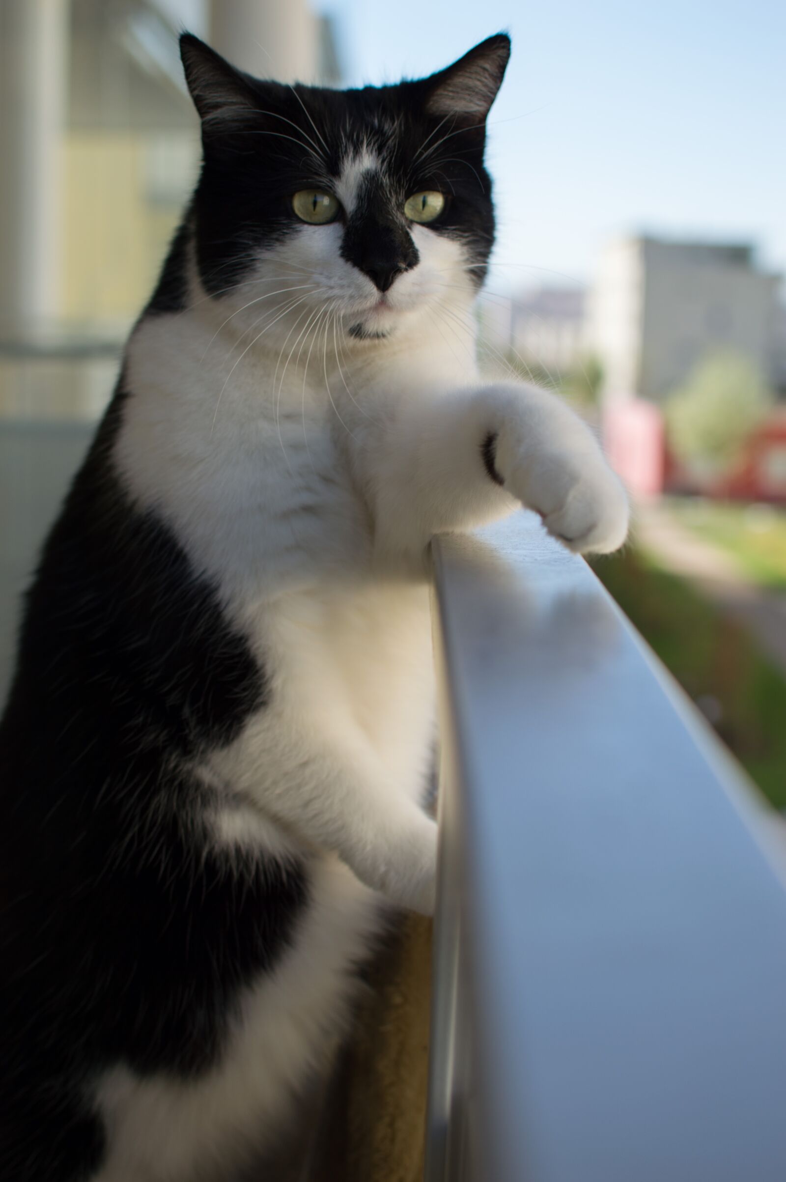 Nikon D3200 sample photo. Cat, cat photography, animal photography