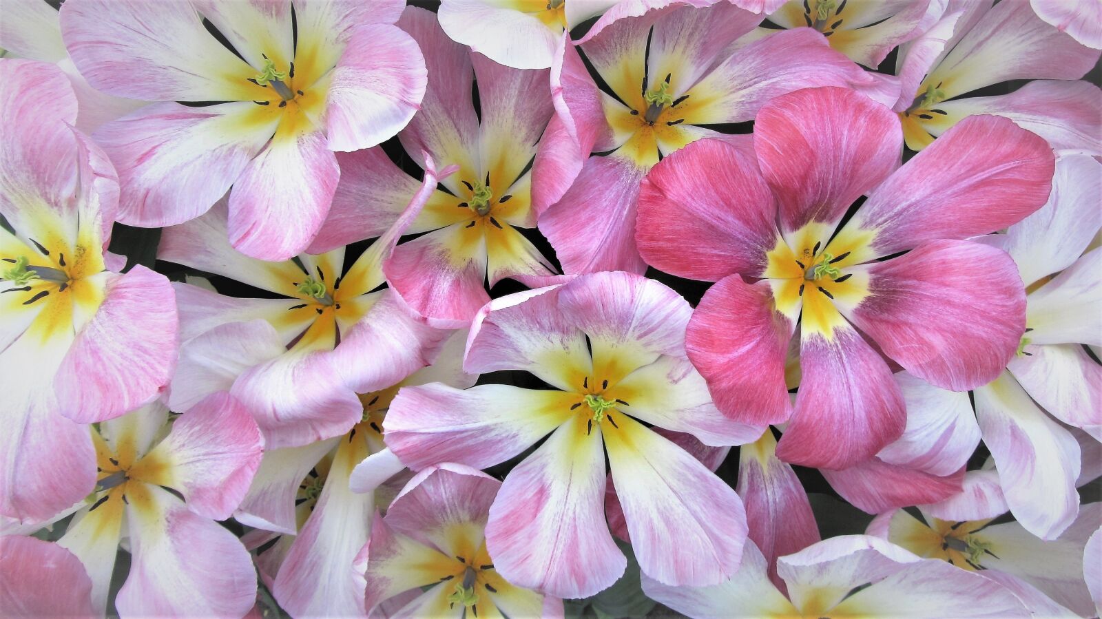 Canon PowerShot SX220 HS sample photo. Tulip, spring, tulips photography