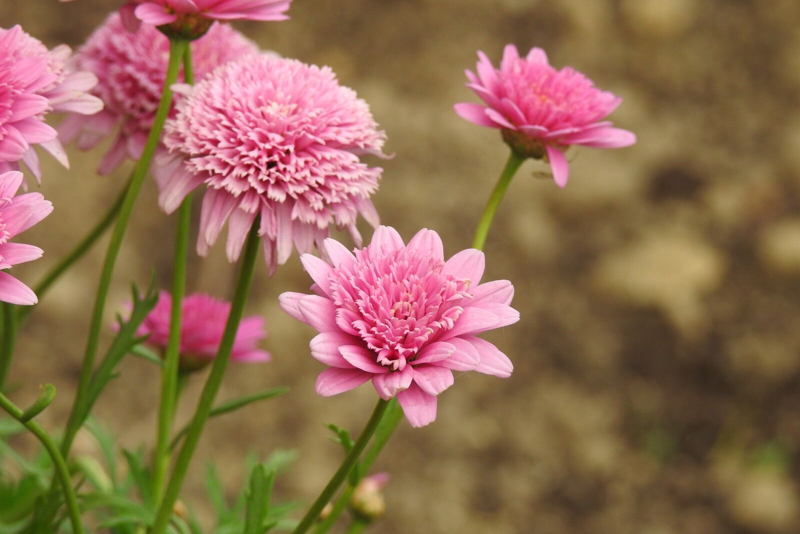 Nikon Coolpix P900 sample photo. Flower, pink, flourishing photography