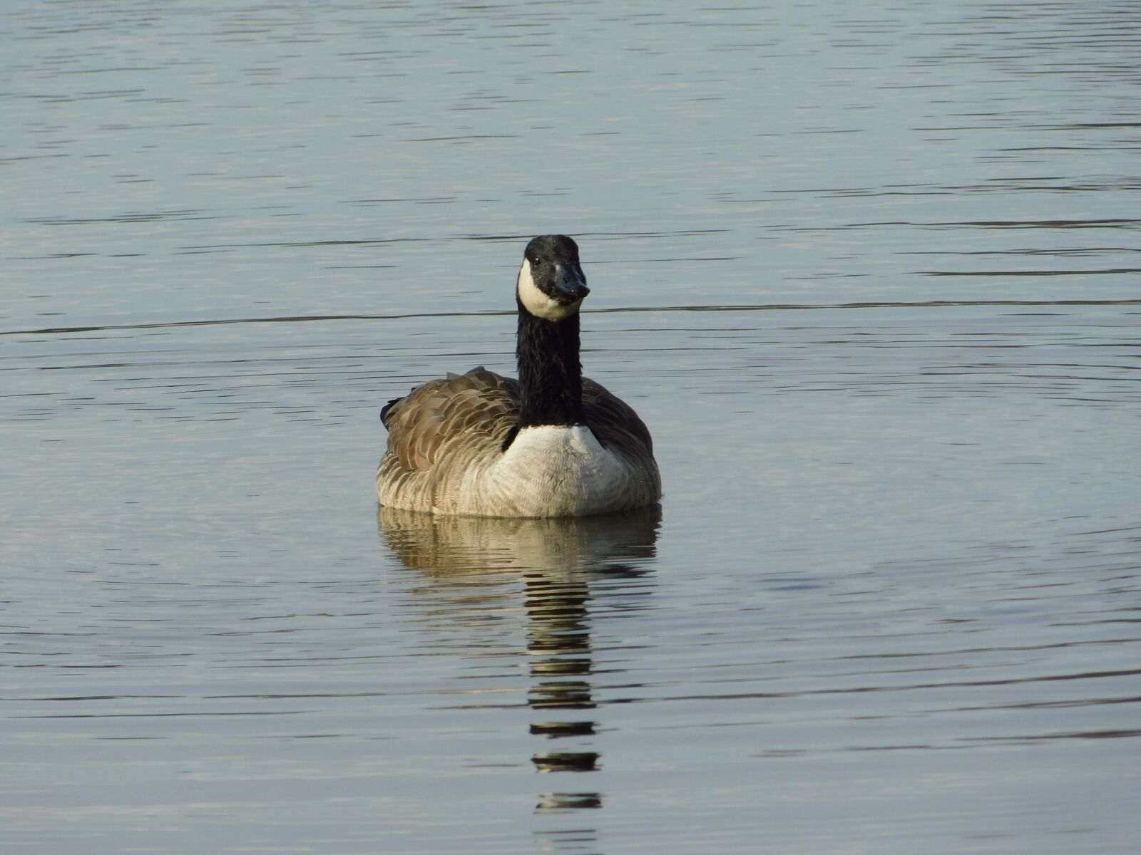 Nikon Coolpix B500 sample photo. Duck, bad nauheim germany photography