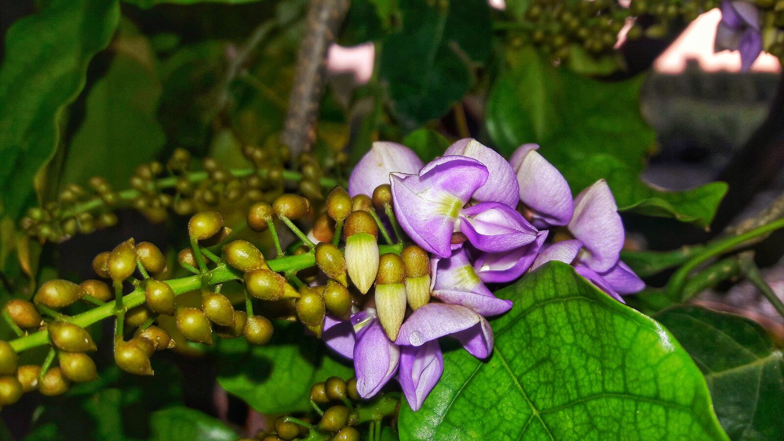 Samsung Galaxy J7 sample photo. Purple, green, garden photography