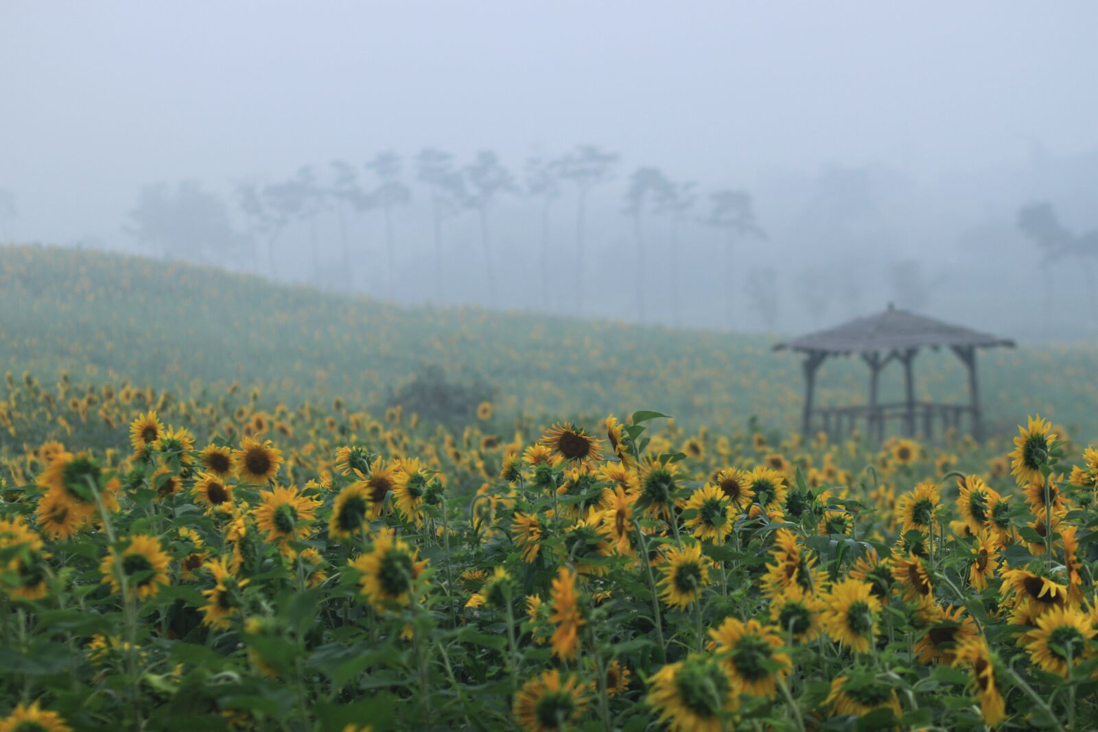 Canon EOS 500D (EOS Rebel T1i / EOS Kiss X3) sample photo. Sunflower, sunflower fields, nature photography