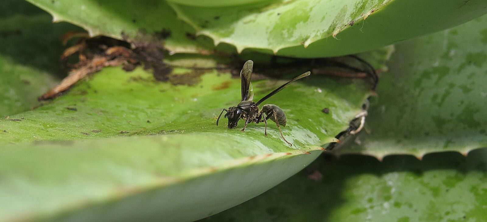 Canon PowerShot SX50 HS sample photo. Wasp, macro, nature photography