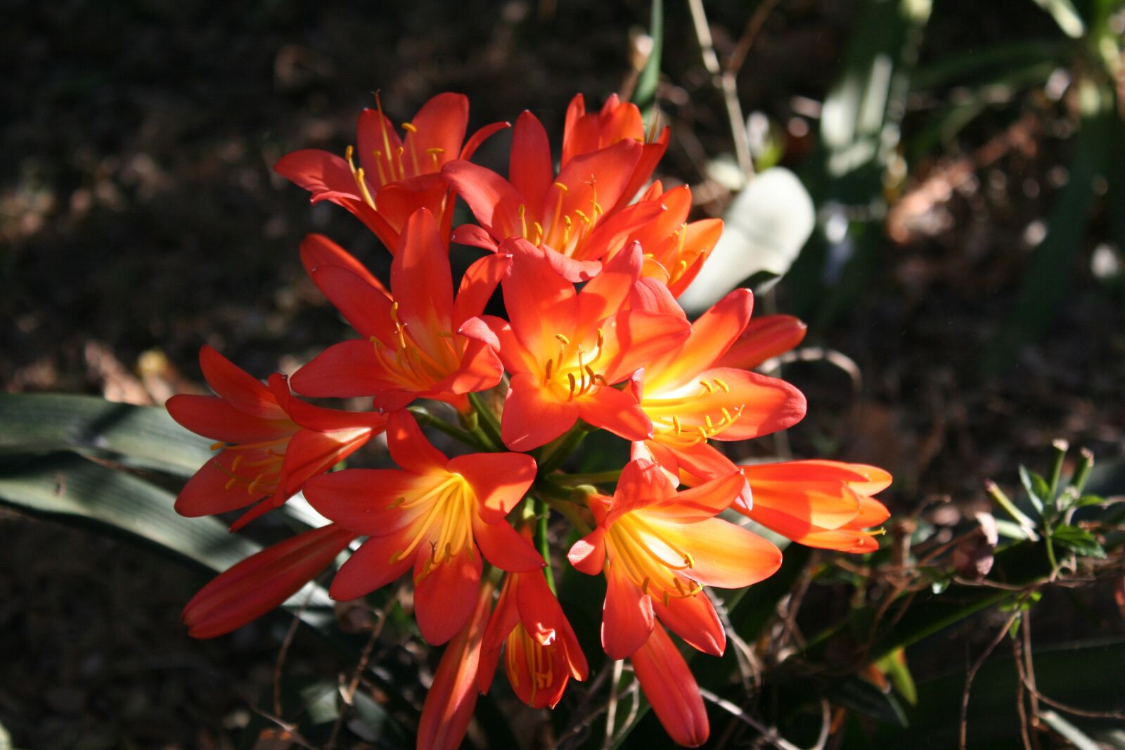 Canon EOS 350D (EOS Digital Rebel XT / EOS Kiss Digital N) sample photo. Nature, flower, red photography