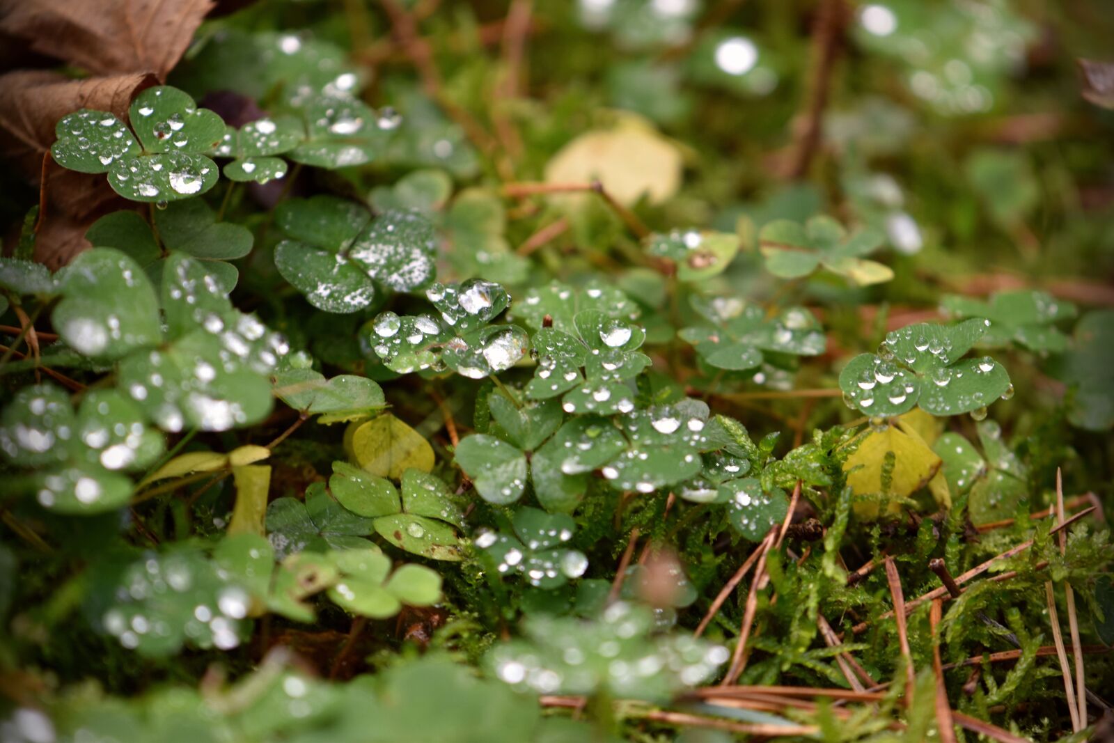 Nikon D5600 sample photo. Forest clover, wood-sorrel, four photography