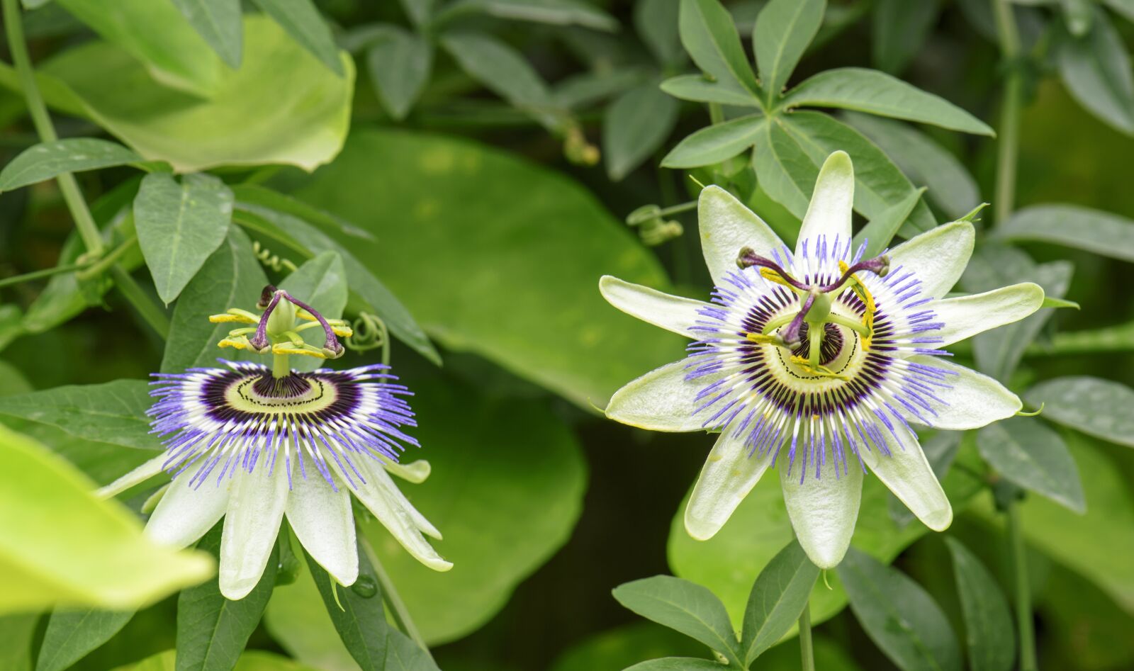 Nikon D810 sample photo. Watch flowers, flowers, summer photography
