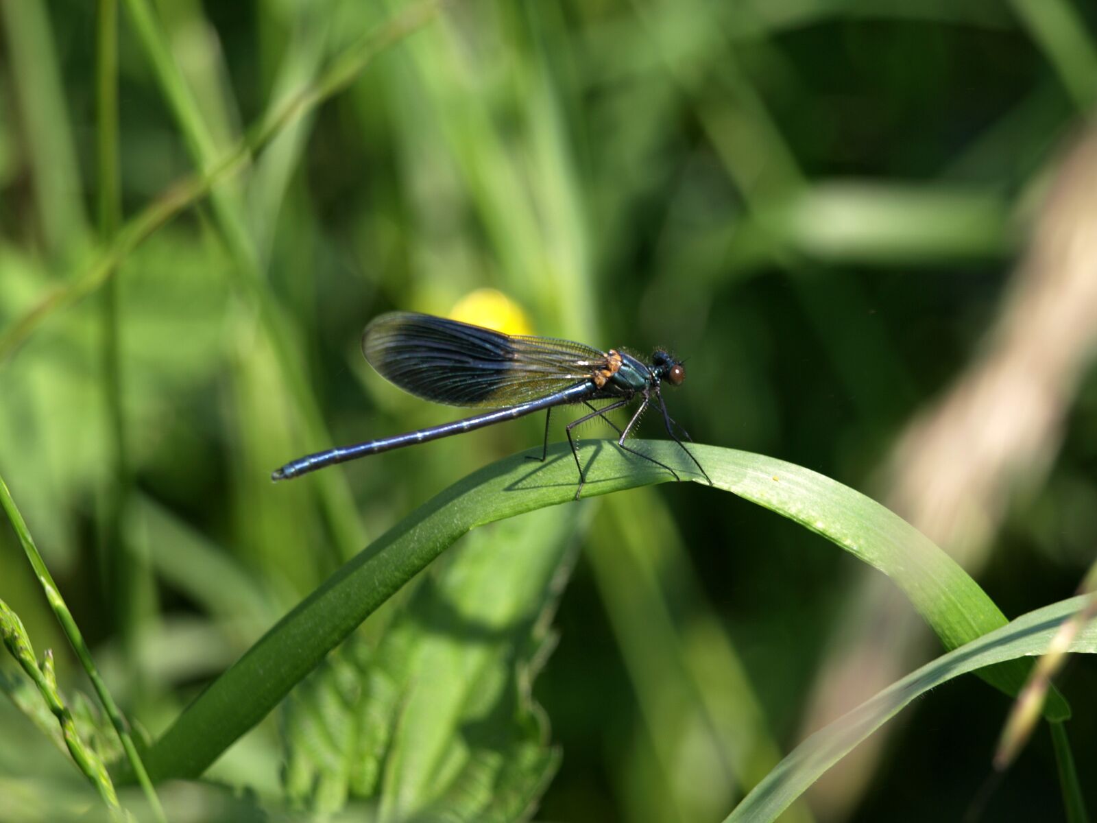 Olympus E-510 (EVOLT E-510) sample photo. Dragonfly, grass, nature photography