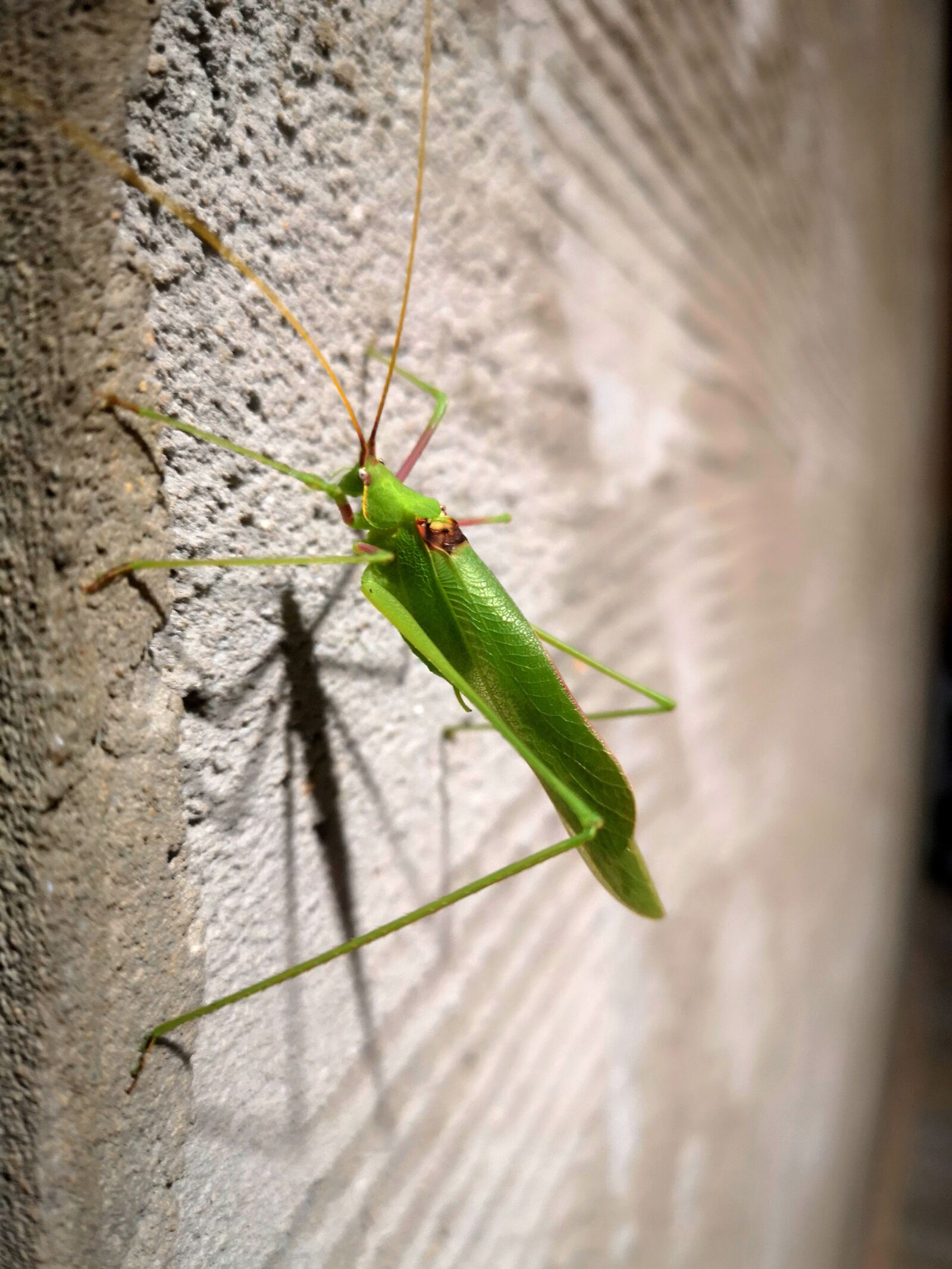 HUAWEI CLT-L29 sample photo. Insect, green, grace photography