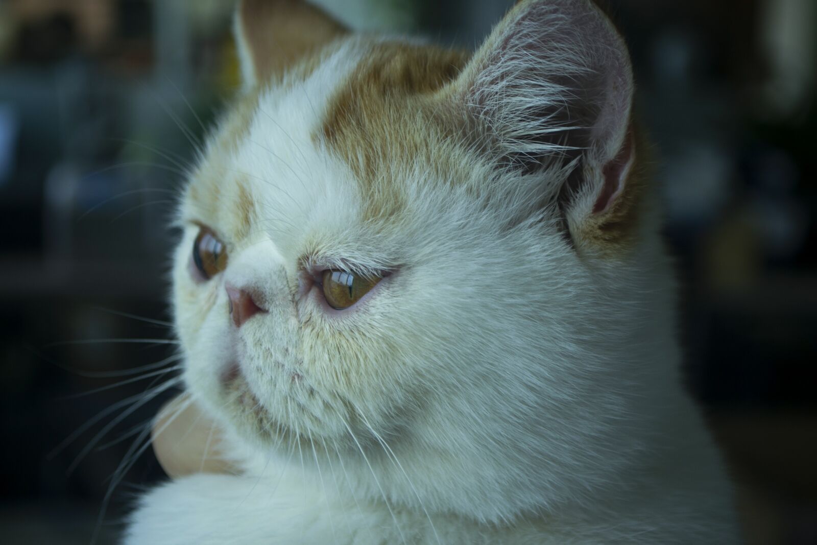 Nikon D3100 sample photo. Animal, cat, garfield photography