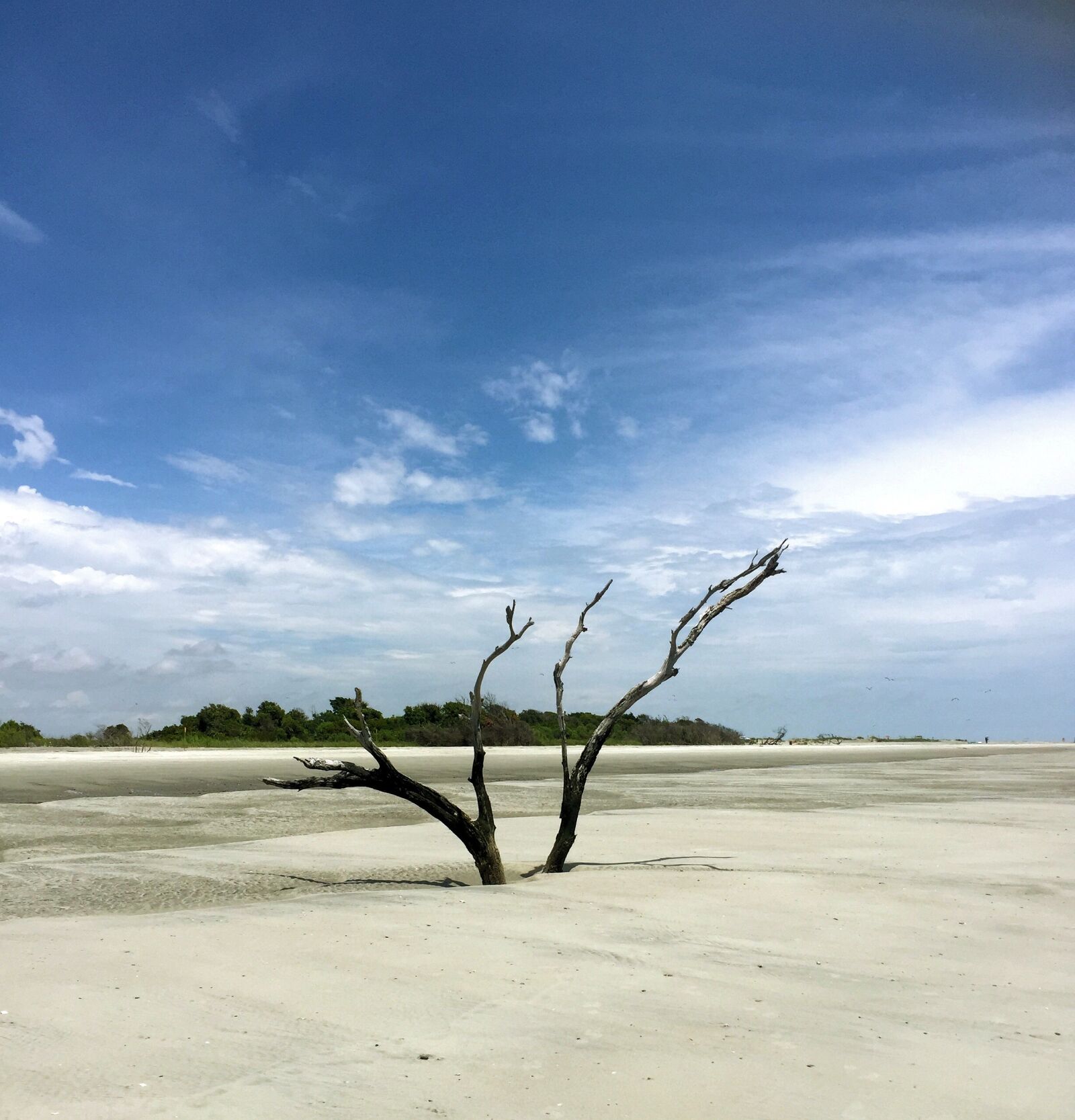 iPhone 6 Plus back camera 4.15mm f/2.2 sample photo. Beach, sand, tree photography