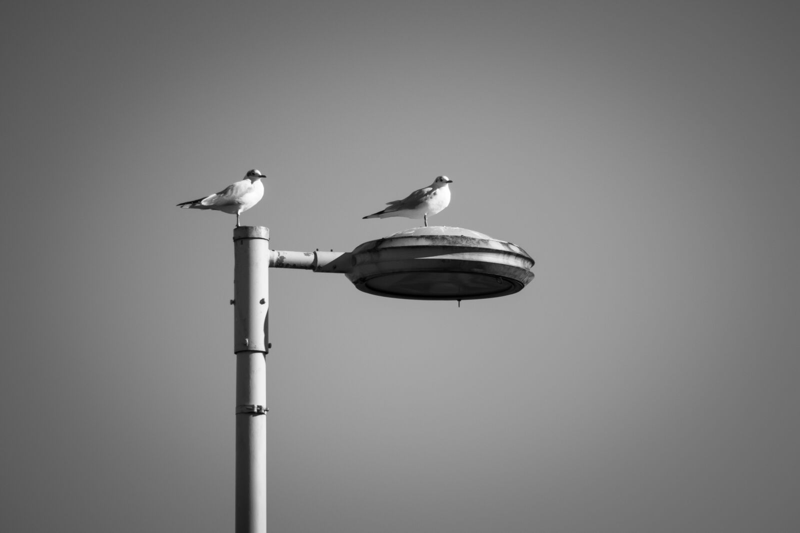 Canon PowerShot G3 X sample photo. Gulls, lantern, watch photography