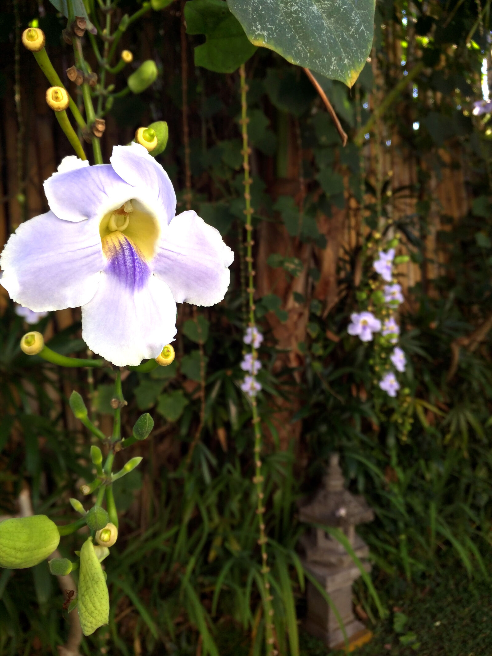 Motorola Nexus 6 sample photo. Flower, hanging, jungle, orchid photography