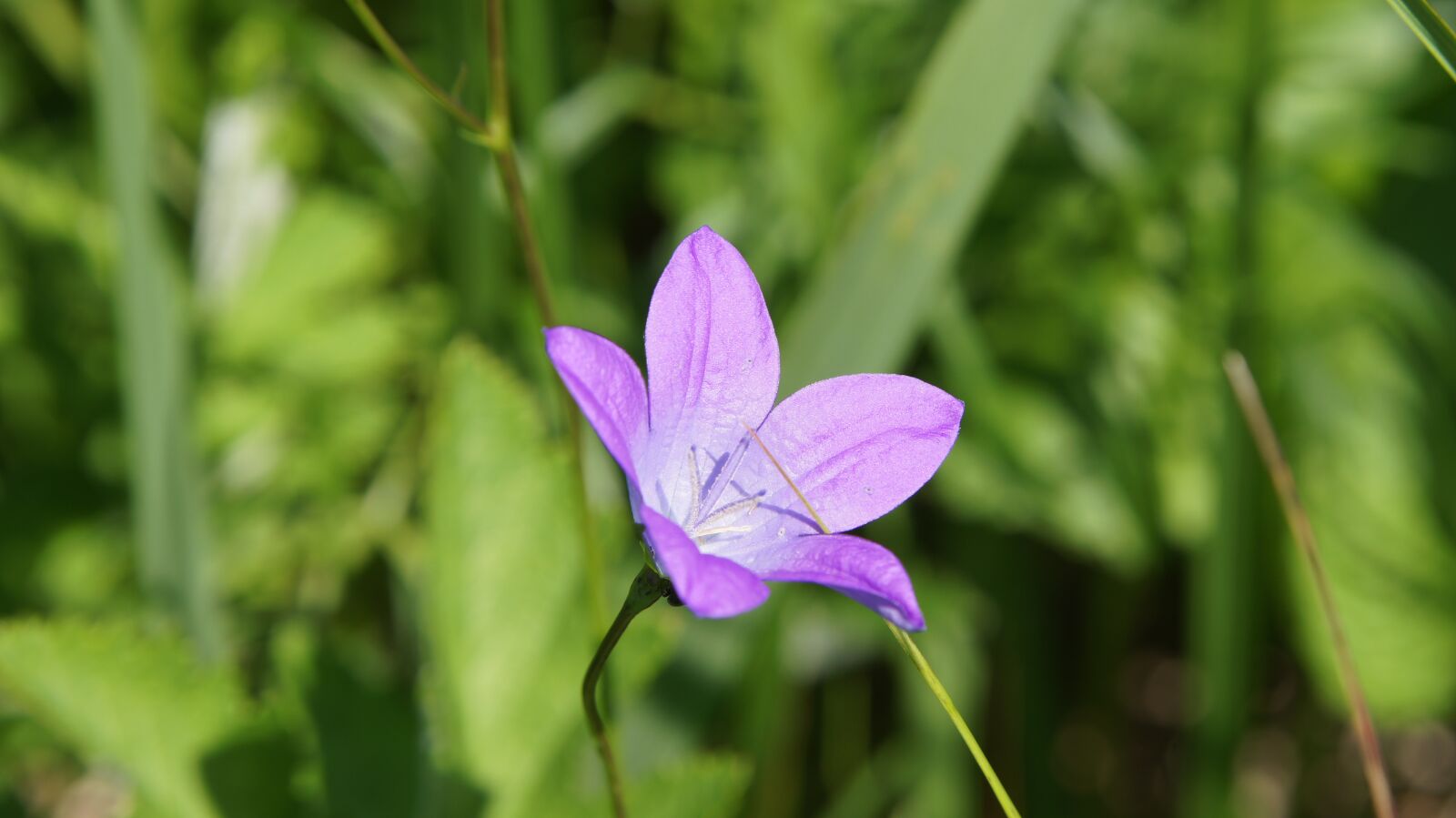 Sony SLT-A55 (SLT-A55V) + Sony DT 18-55mm F3.5-5.6 SAM sample photo. Bellflower, wildflowers, flower photography